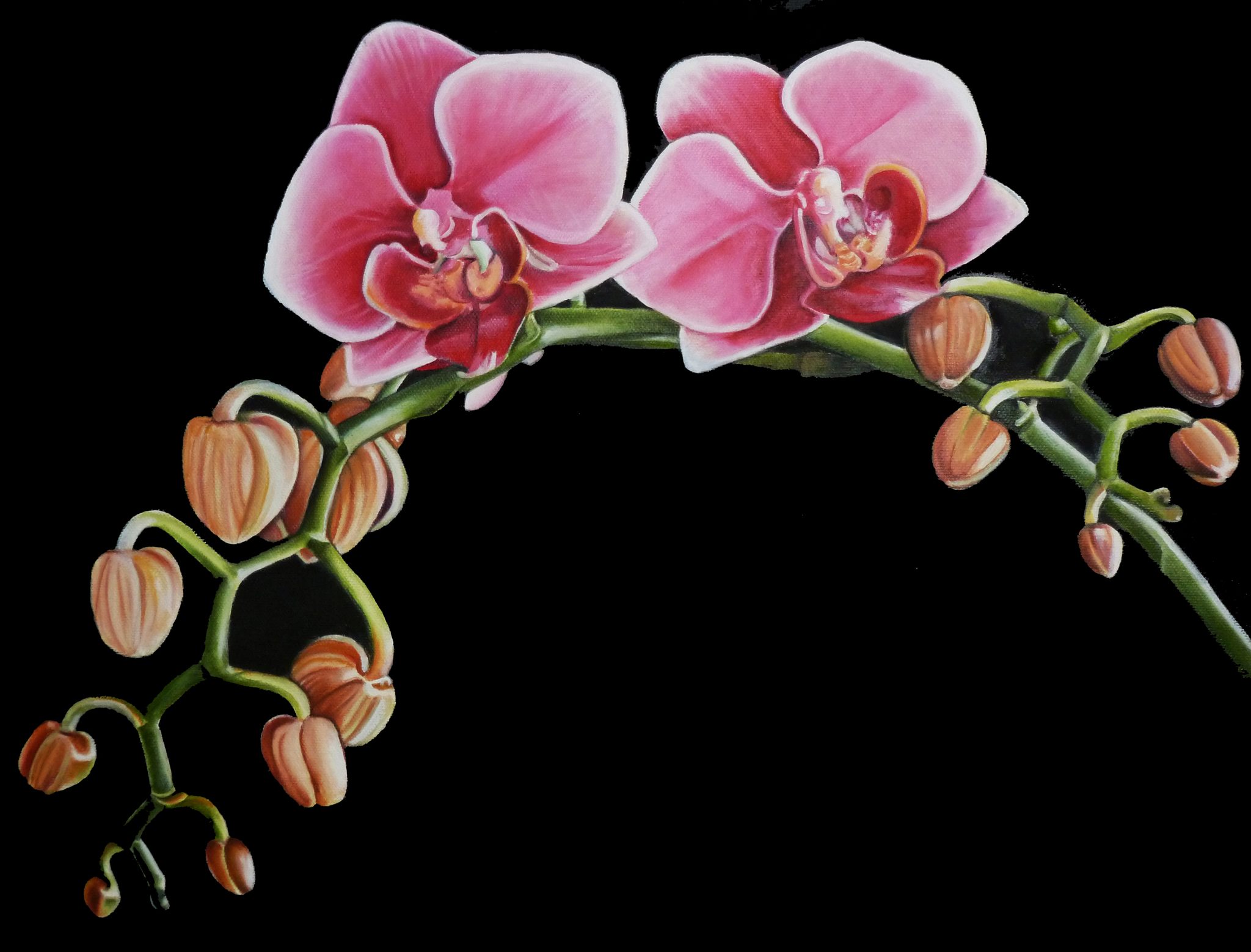 Orchid Splendour