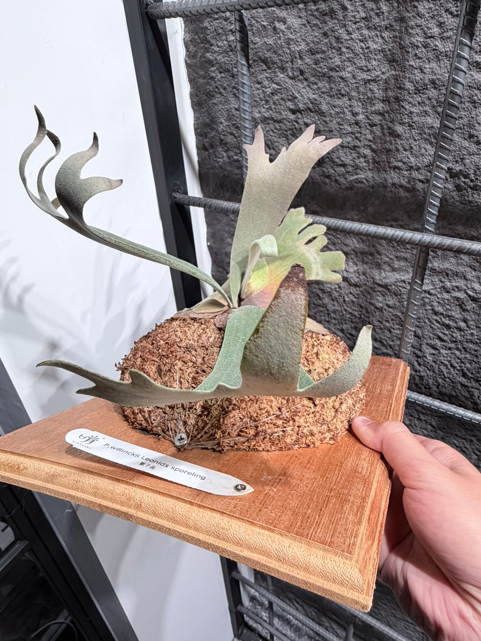 懇請指導這顆獅子座的葉子末端有點變咖啡色是光照太強還是環境濕度不夠