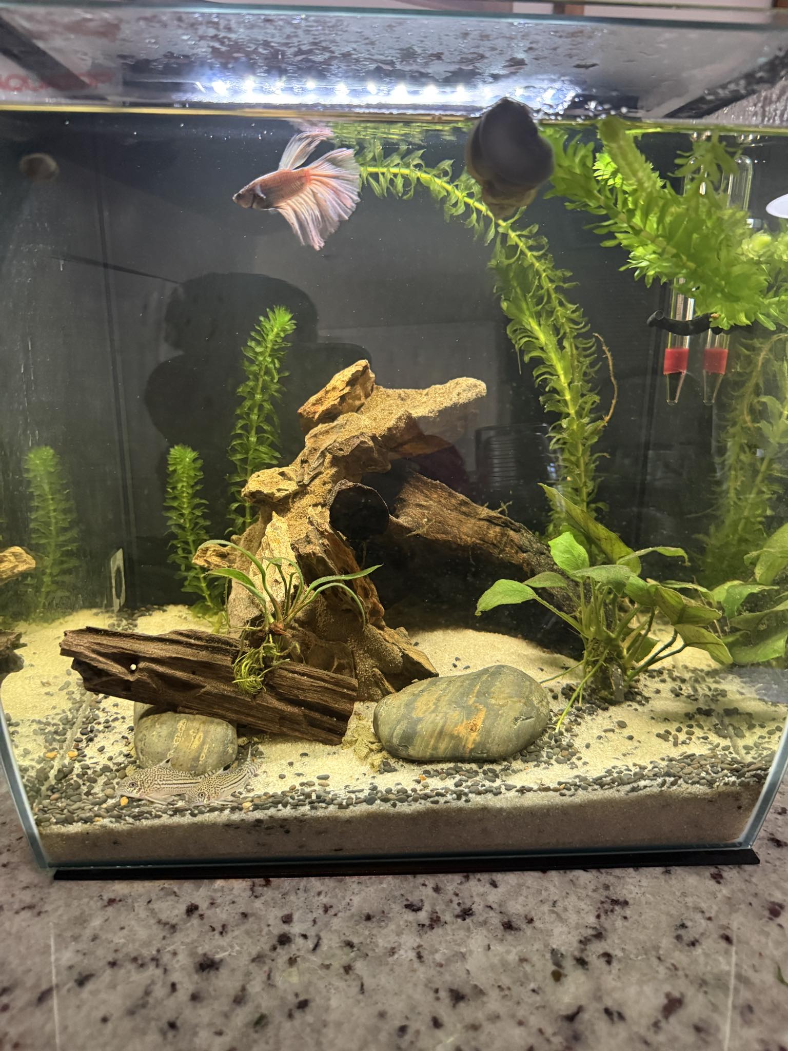 choosing a tank fish care nippyfish.netnippyfish.net bnafes Net for Fish Tank,2.5 Inch Deep Mesh Scooper with Extendable Handle up to 15.7 Inches Long Large Scoop, Telescopic Pond Skimmer Nets for Cleaning Tanks as Aquarium Accessories injured fish Choosing a Tank - Fish