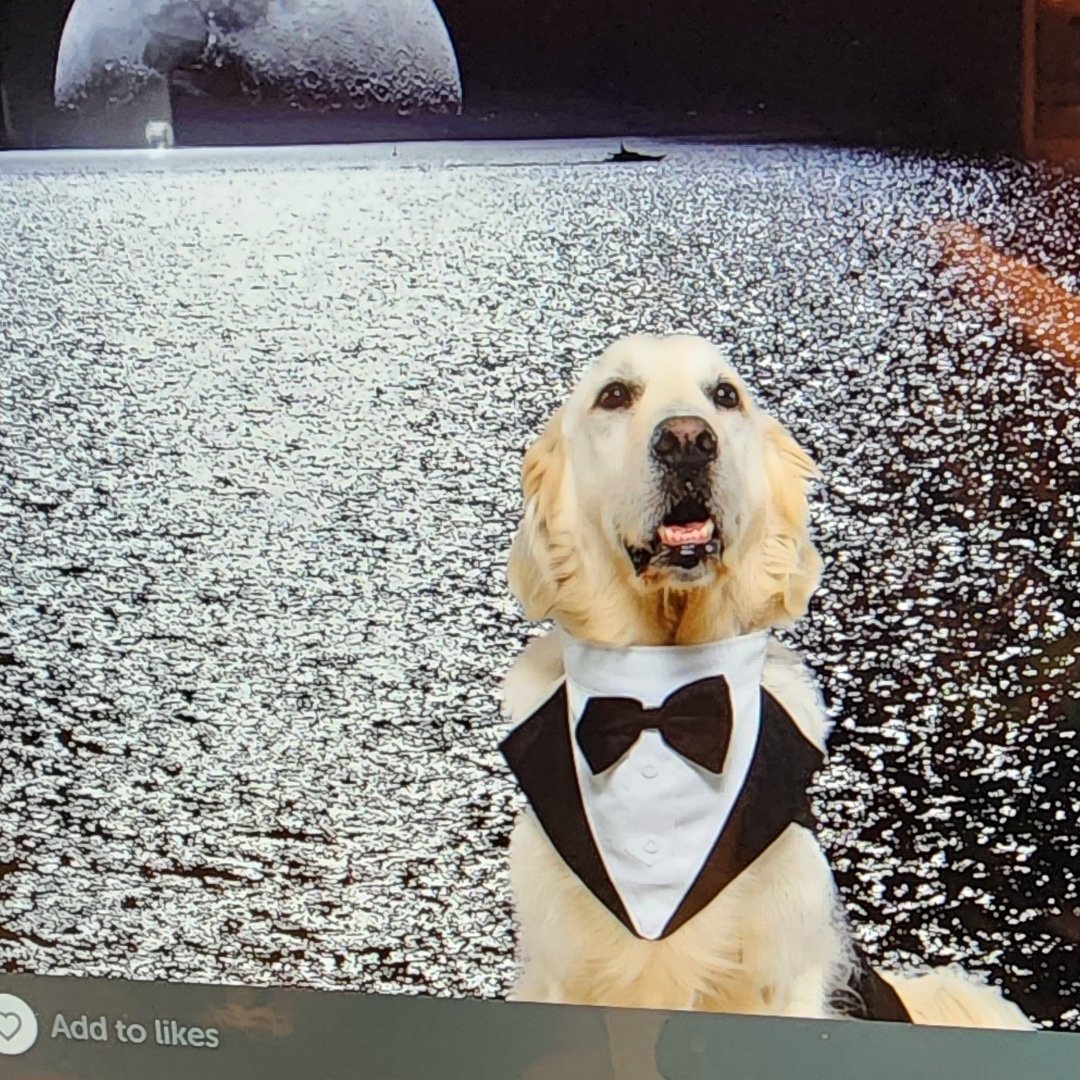 Noah the traveling service dog | It’s hard to leave Noah turns 10 today ...
