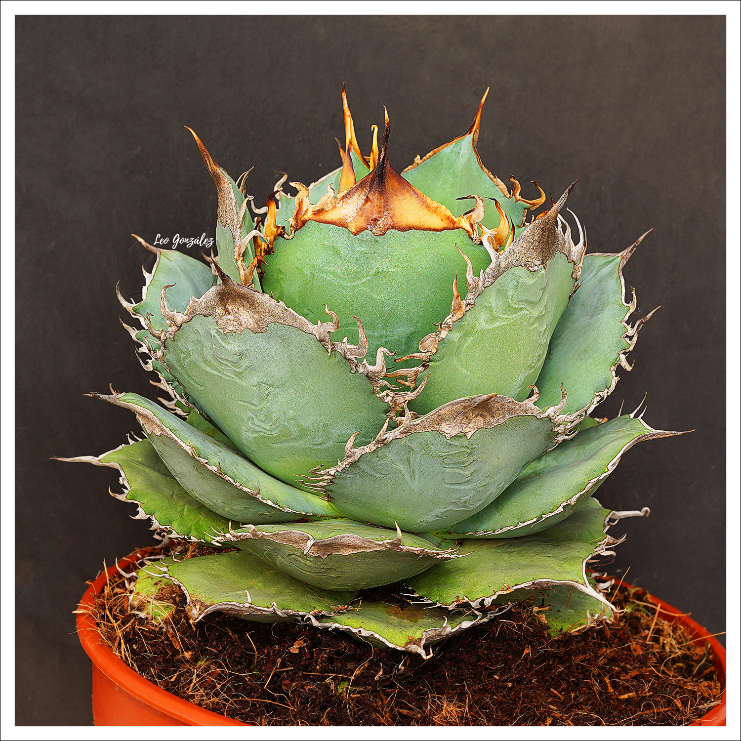 Growing agave oteroi from seeds in Japan