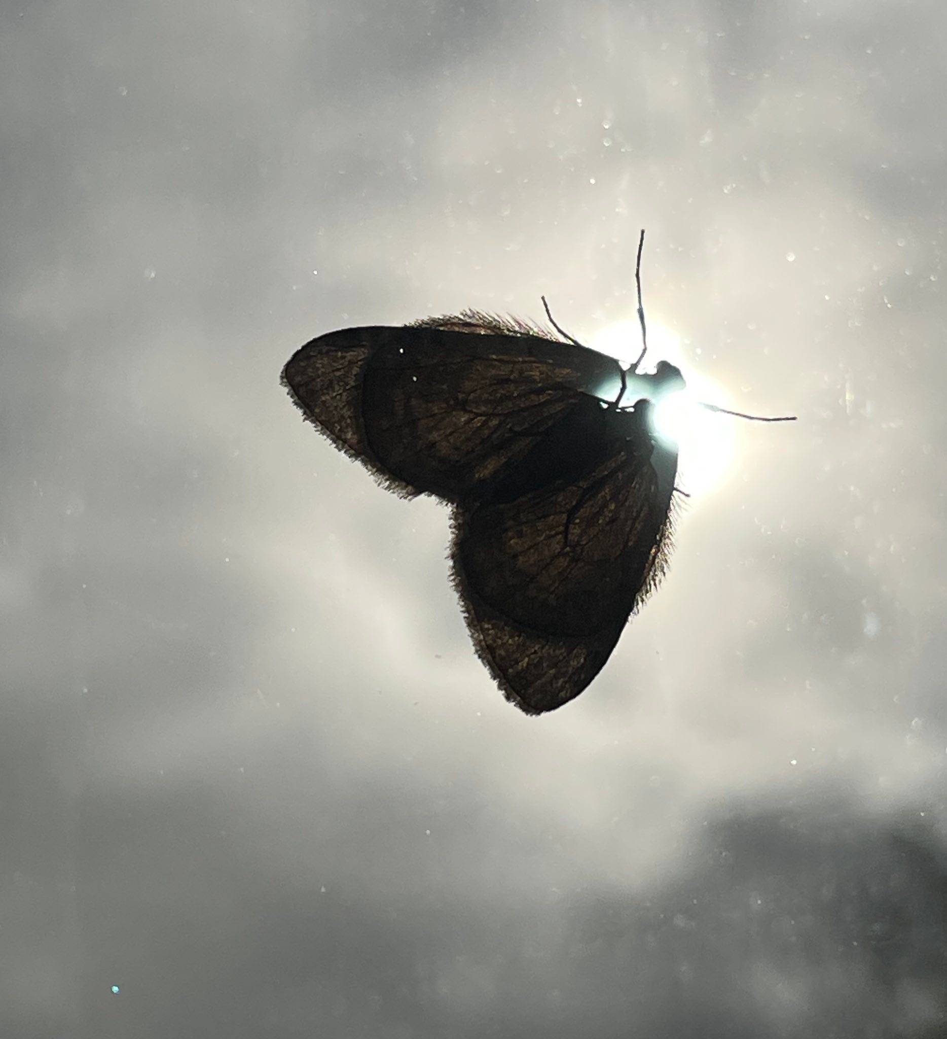 West Midlands butterflies and moths | Had to wait for the earth to move ...