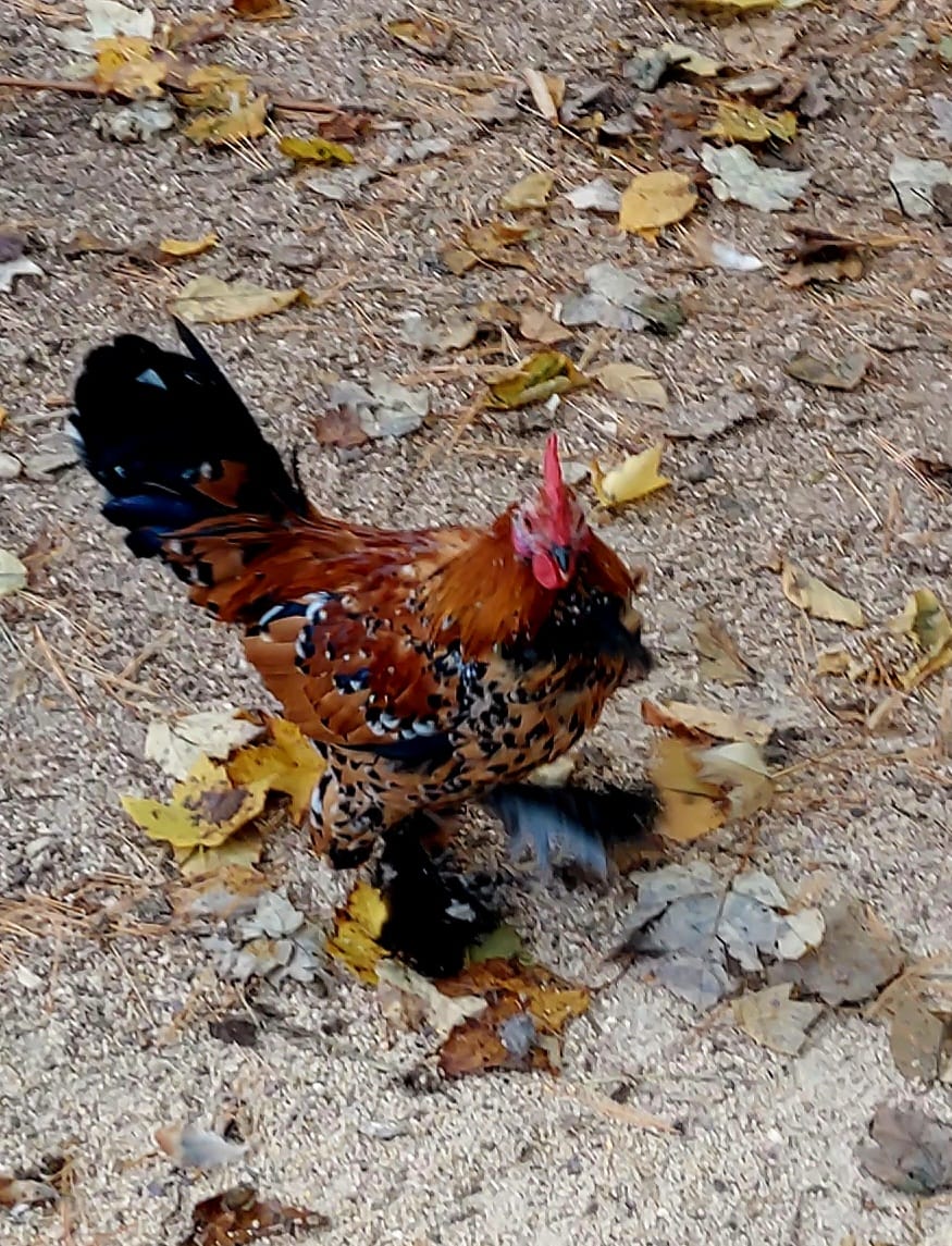 Rome Ga Farm And Garden | D'uccle Rooster up for discussion | Facebook