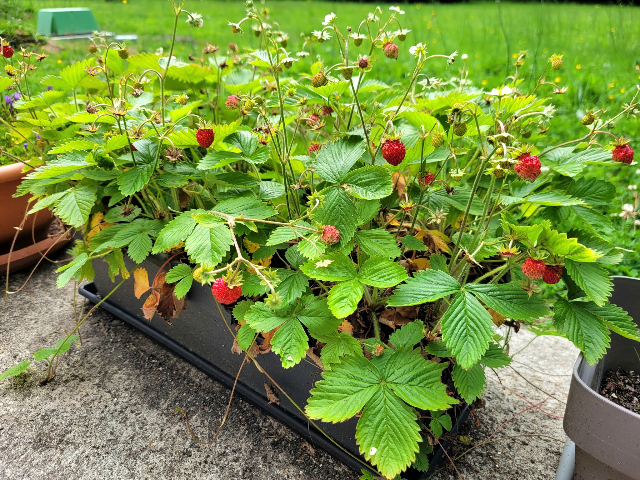 Wild strawberries made less wild lol but still they taste so good 🤤