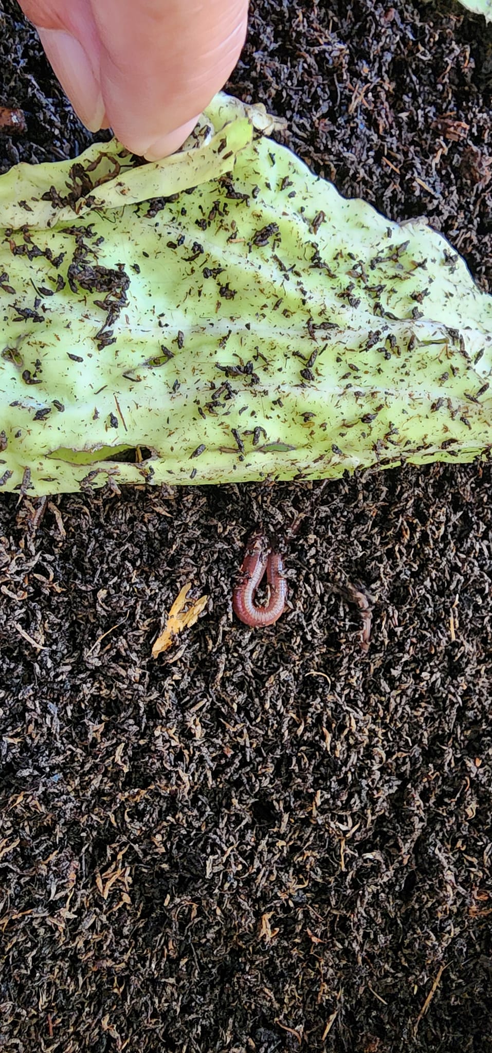 Compostmat
