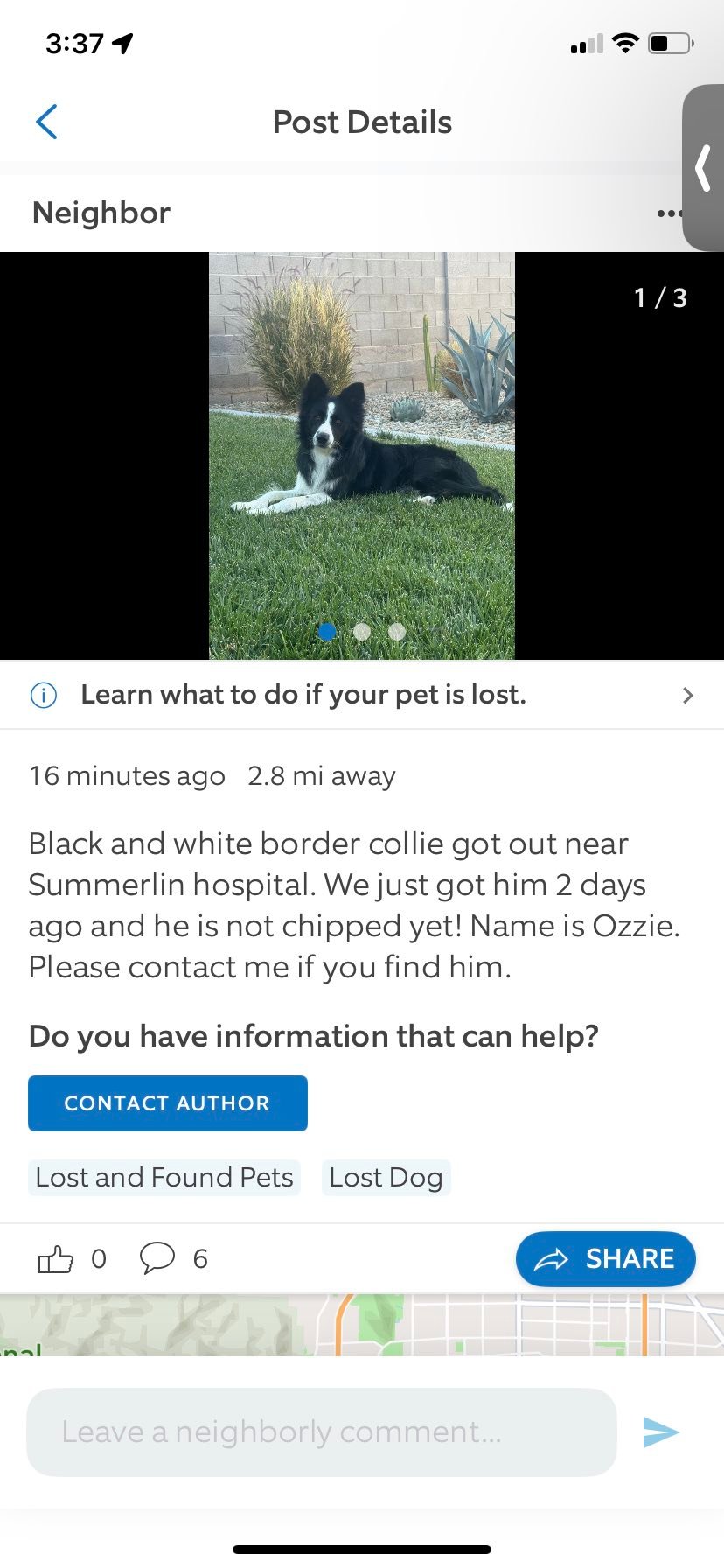 Lost black and white border collie named Ozzie in Las Vegas