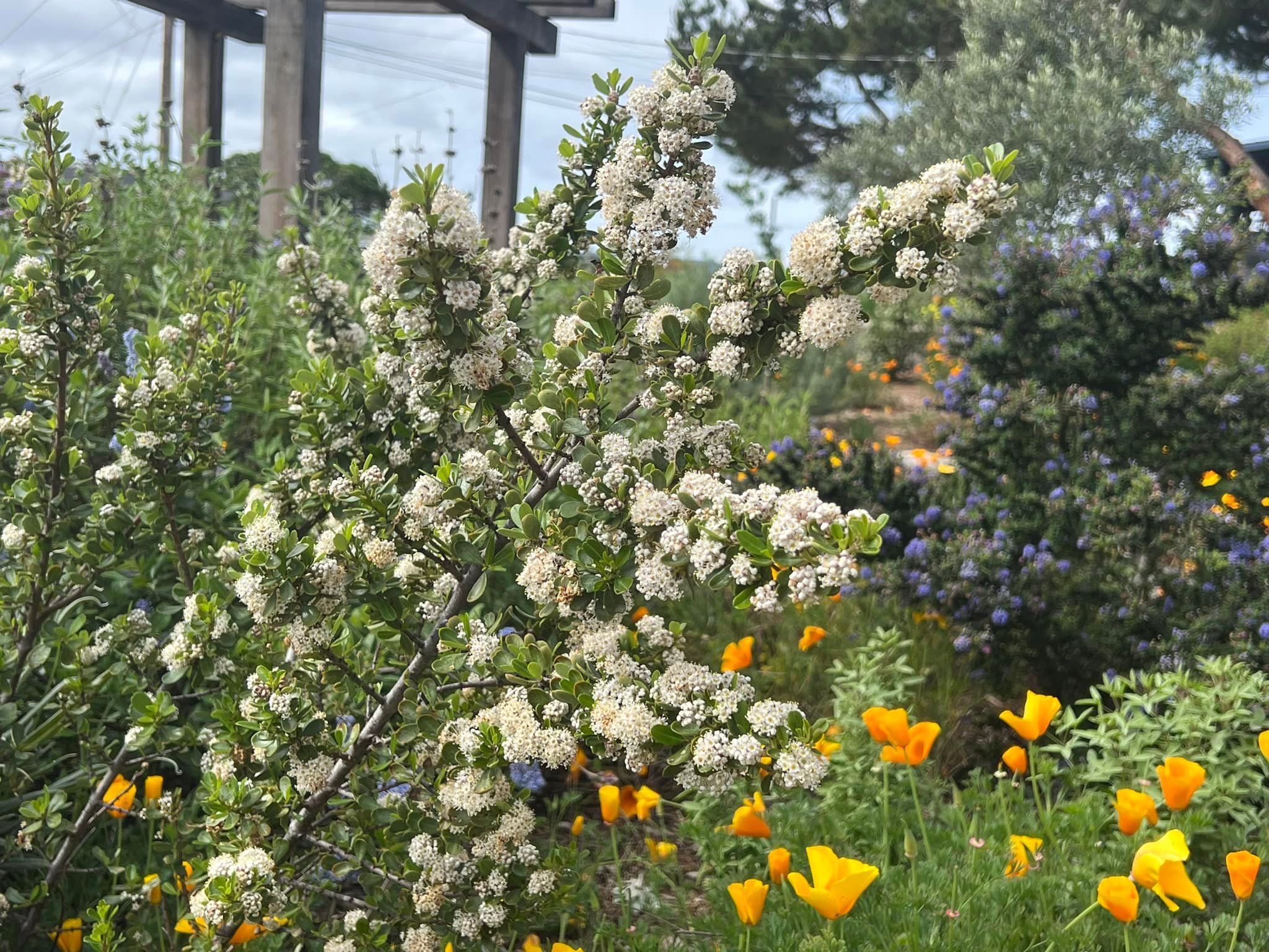 Central Coast native garden recovery with wood chips