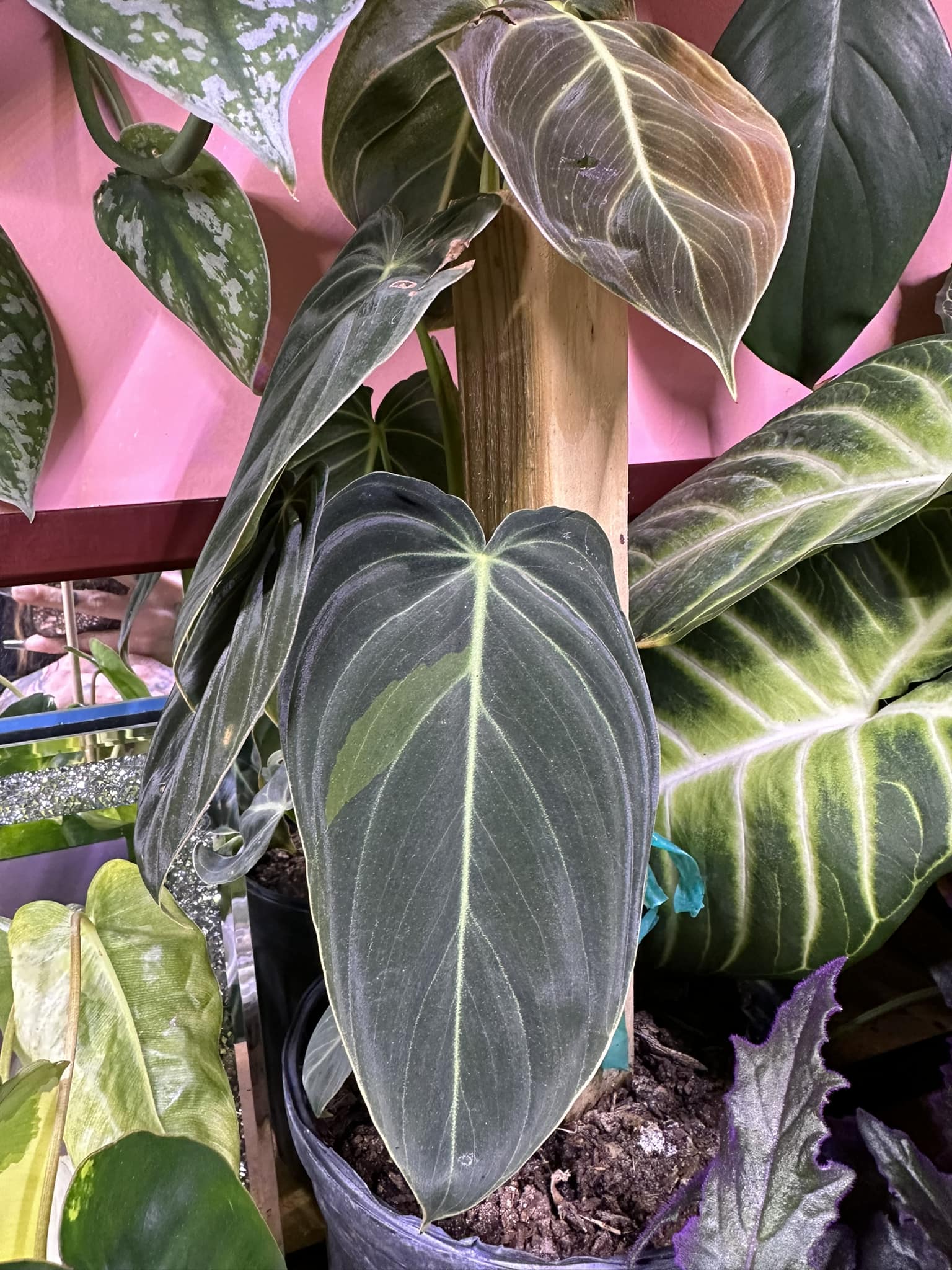 Neoregelia 'Melanie' A new addition to the collection. Such vivid