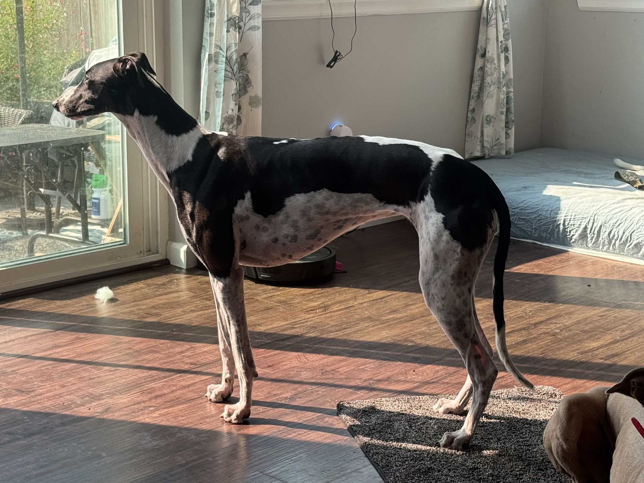 Best vests for greyhounds?