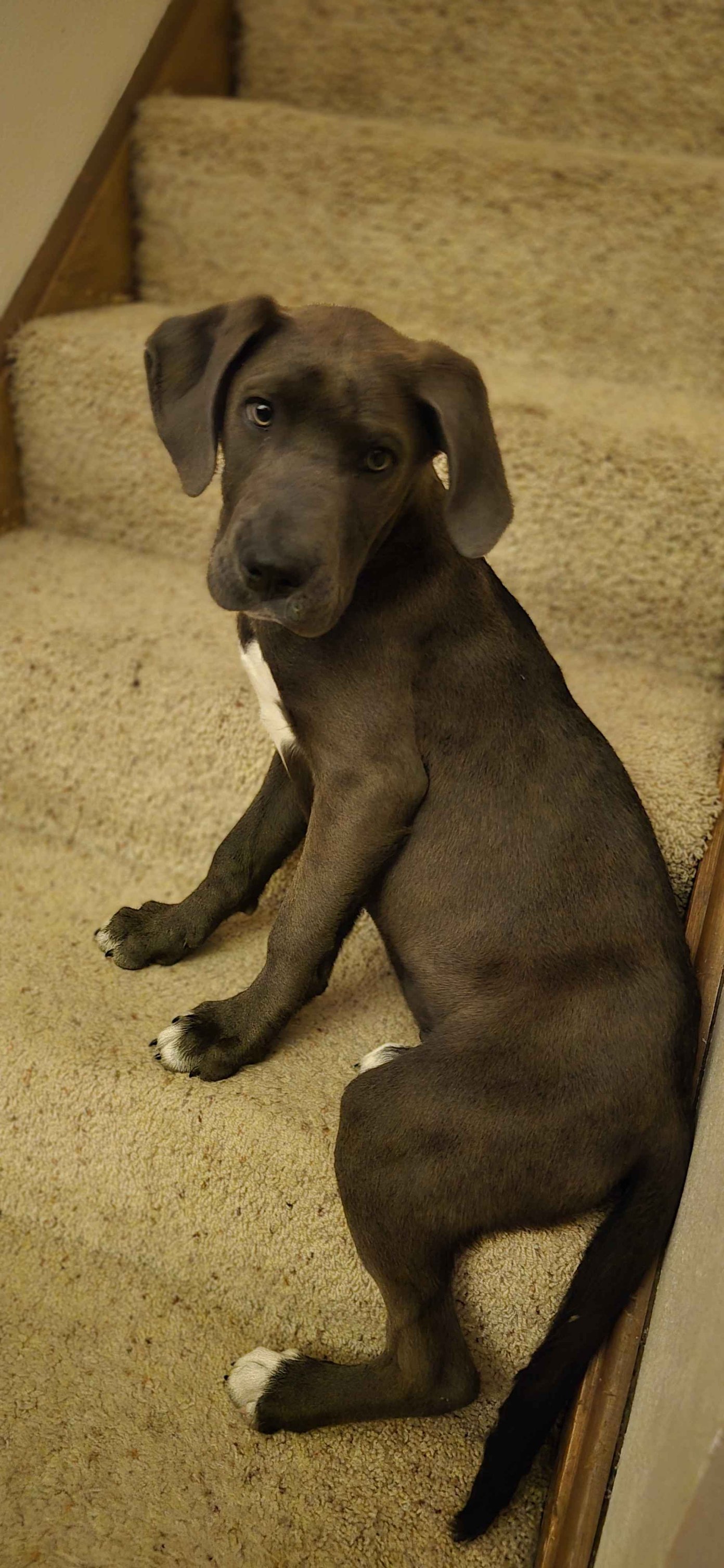 What breed is a 23lb, 5-month-old dog that looks like a Blue Lacy?