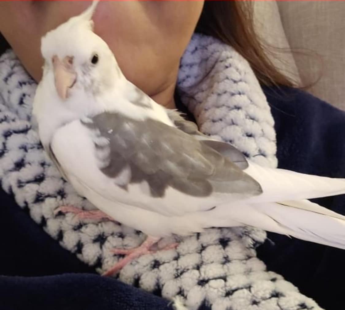 Lost whiteface cockatiel named Sol in Carpinteria, CA