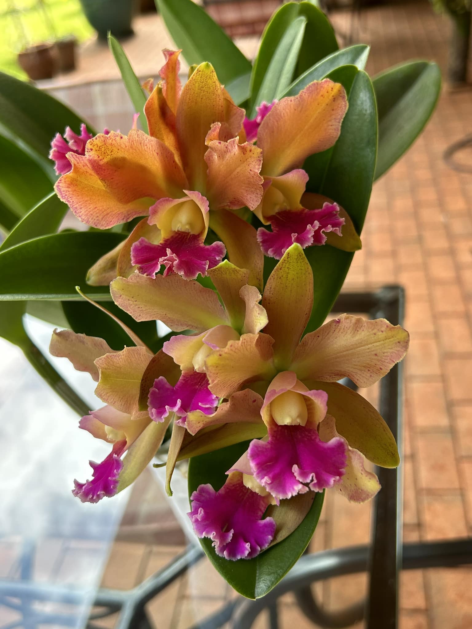 Rlc. Akiko Sato 'Volcano Queen' Day three and the color is