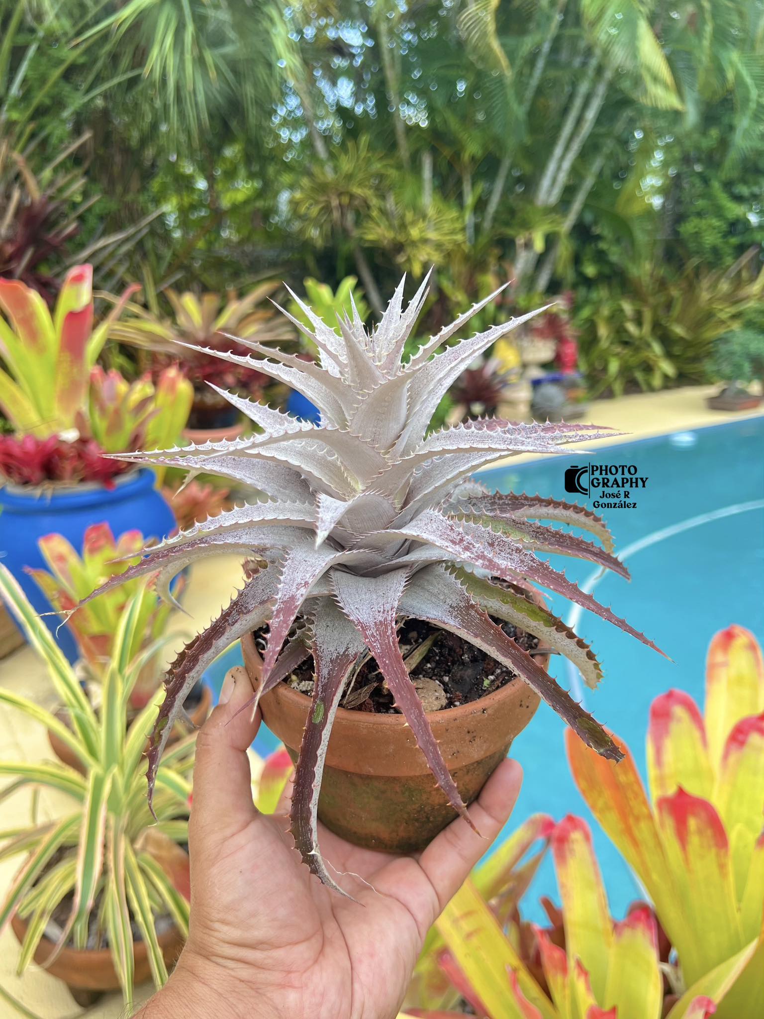 Orthophytum 'Heavy Metal' x harleyi. I love the architectural form