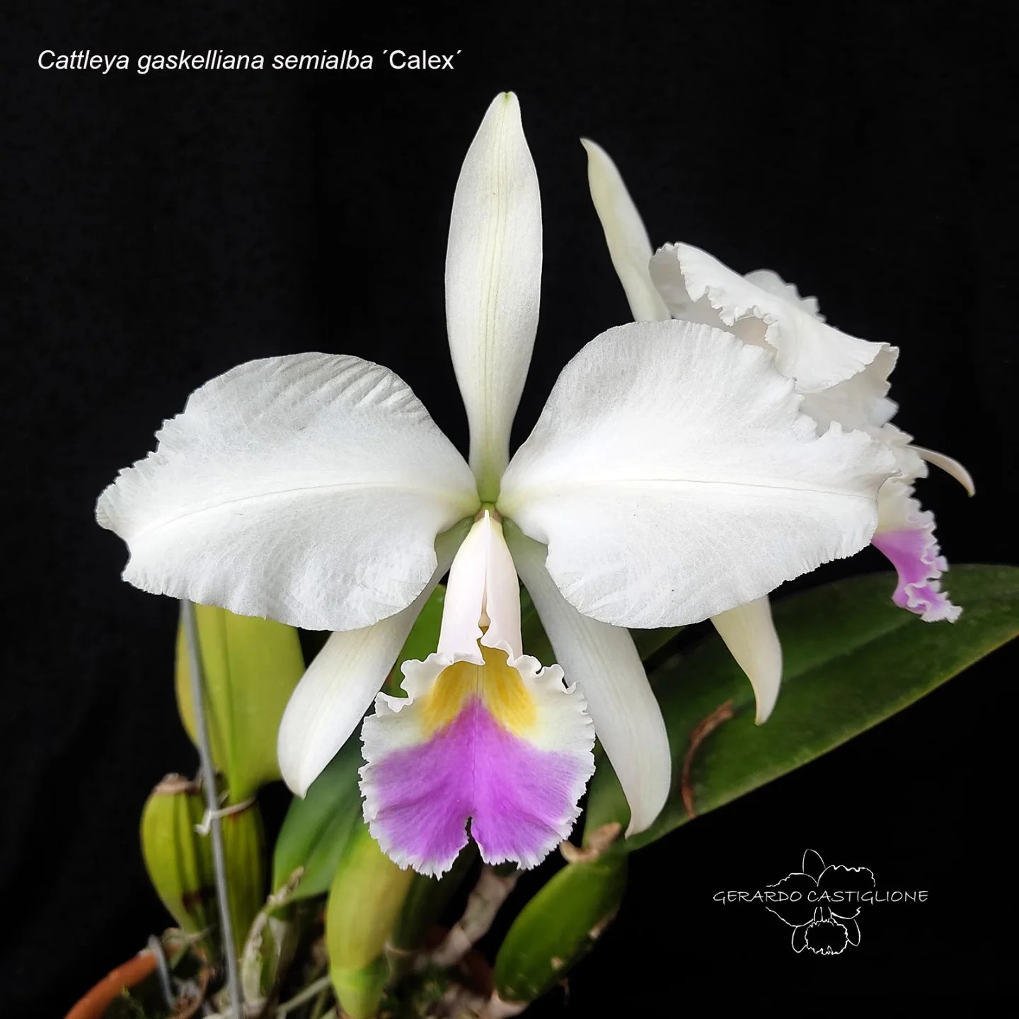 A tall growing fine semi-alba variety of the “June Wedding Flower