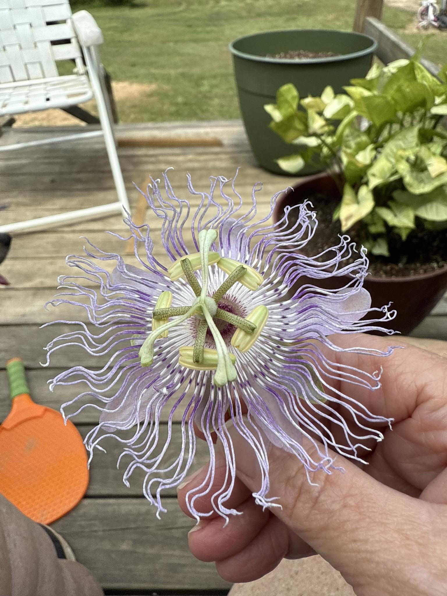 Is this something? Or just a pretty weed.