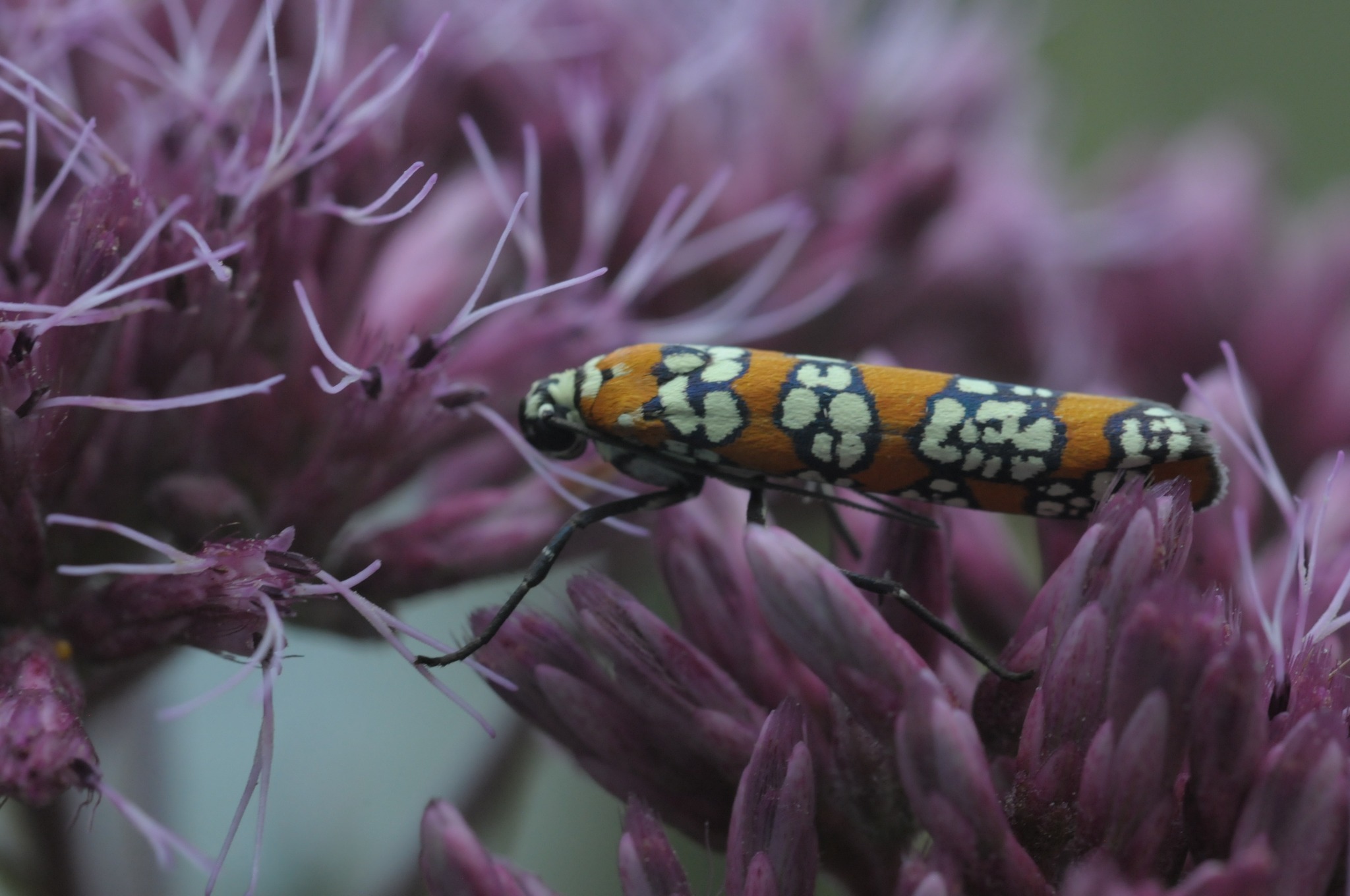 Peter - Ailanthus Webworm Moth ©2025 Peter Potter Nikon D300, Micro ...