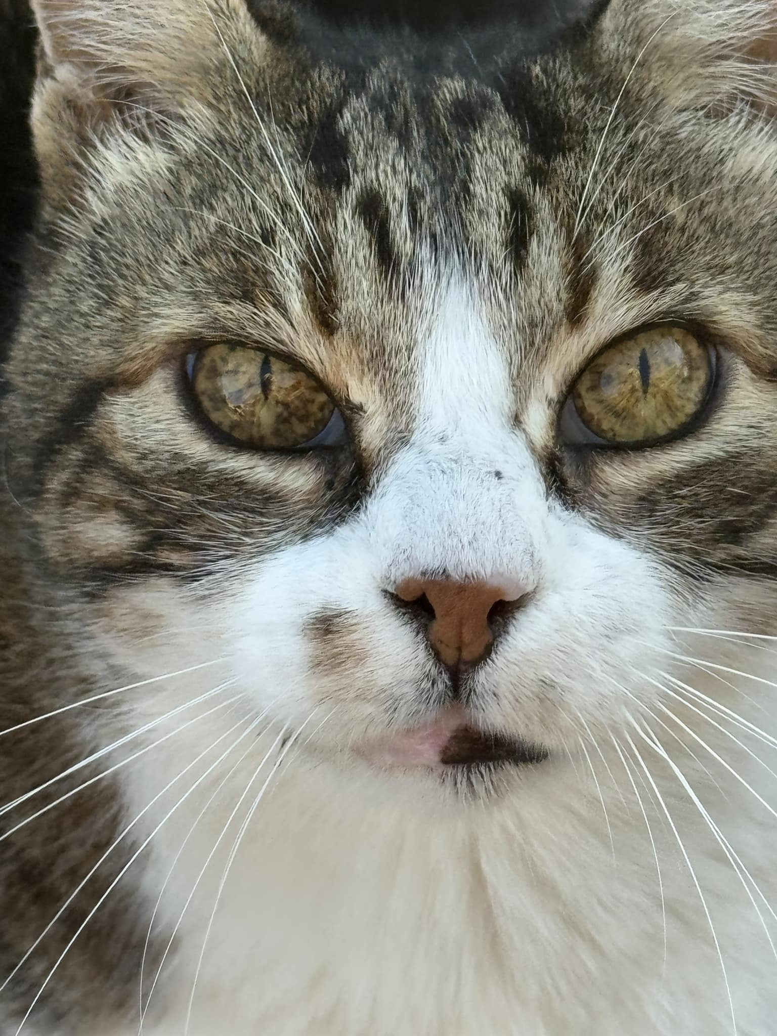 地域猫ちゃん 定期的に獣医にみてもらう 可愛がられてるこなのですが 