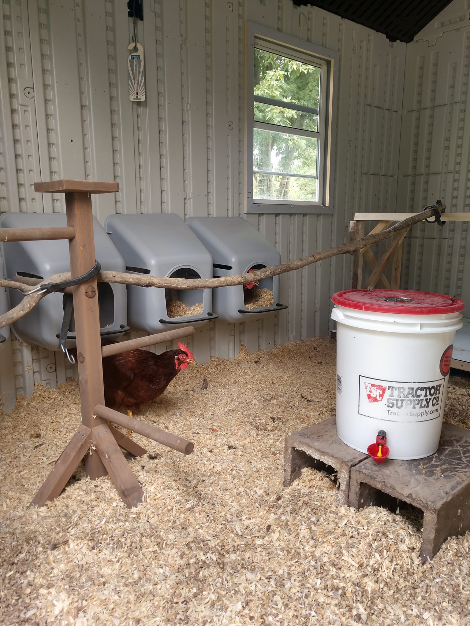 Duncan's Poultry Roll Out Hen Nest Bottom Tray - 10 Pack With Covers!