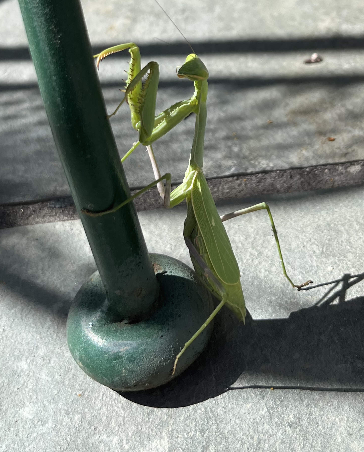 Praying mantis spotted in St. Albans Vermont yard
