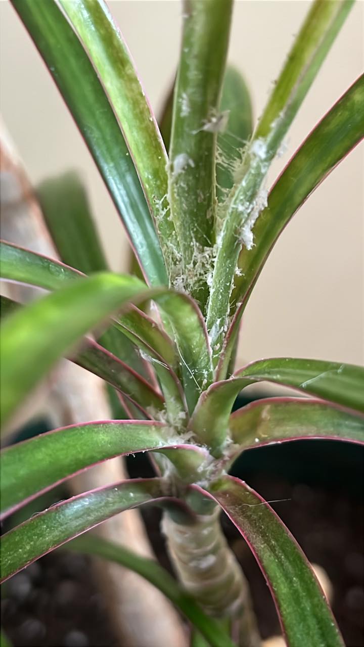 What is the fuzzy white stuff on my plants!?!?