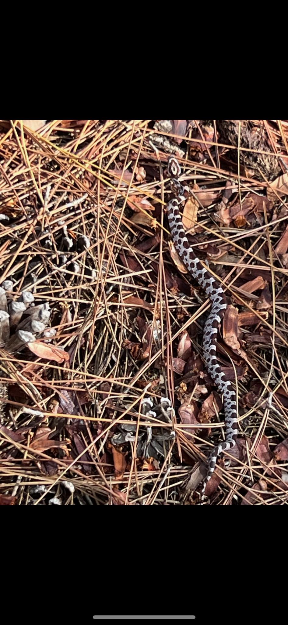 Snake Identification | Florida. Ground rattler? Pygmy? | Facebook