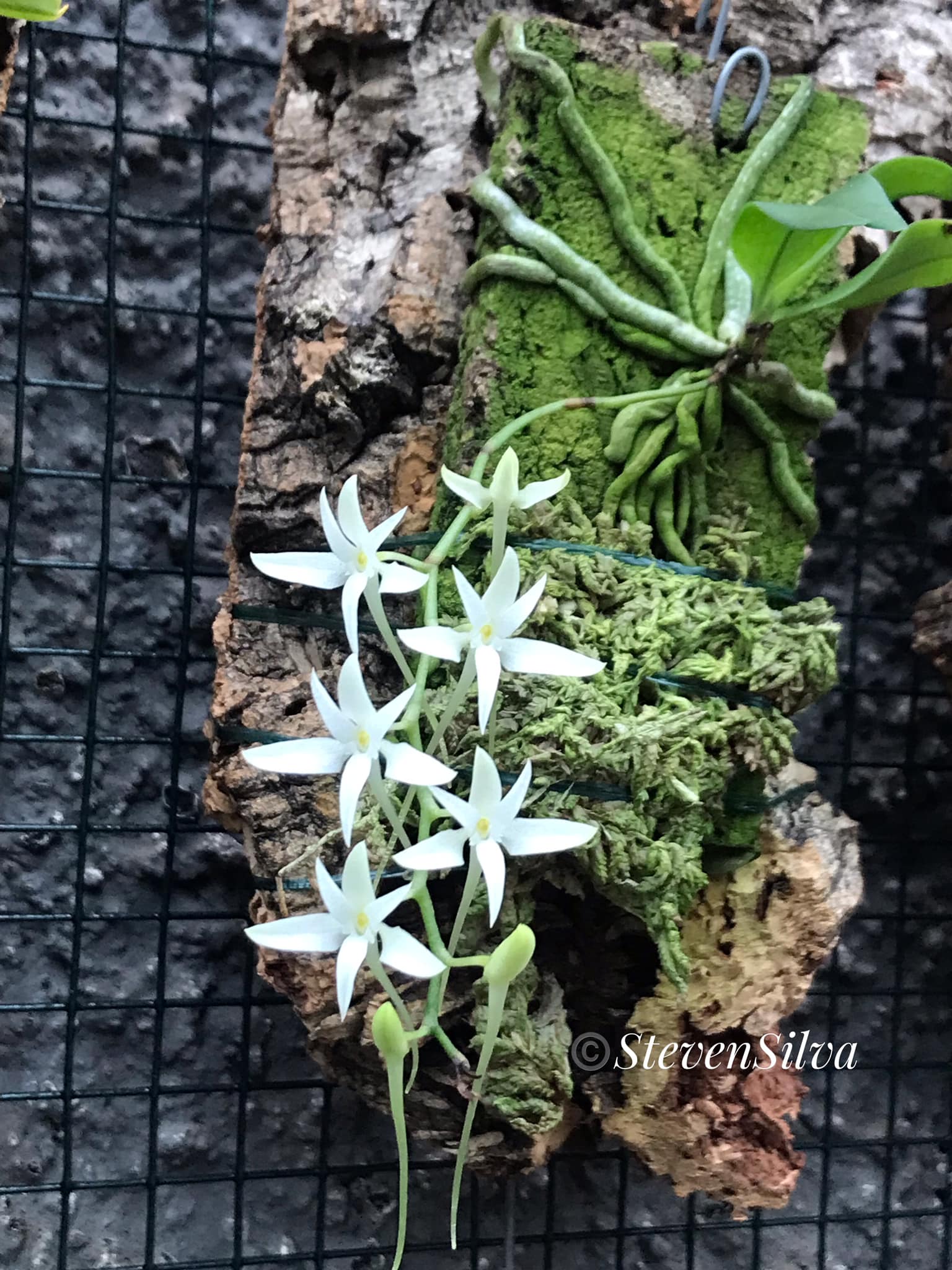 Mystacidium capense (Goliath x Carrie-Chu FCC/AOS) #orchids