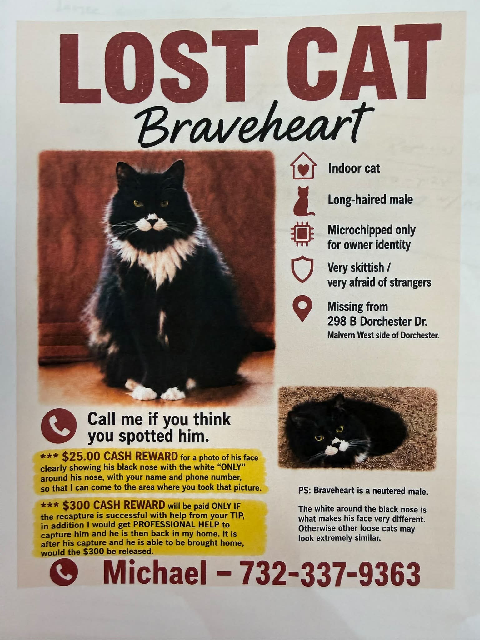 LOST CAT Braveheart Indoor cat Long-haired male Microchipped only
