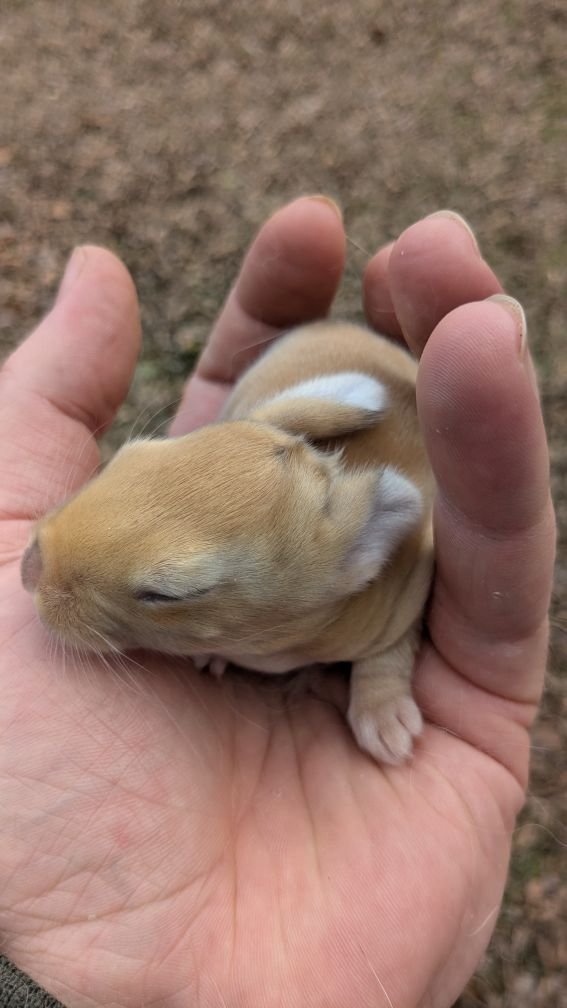North East Texas Rabbits | Someone told me one is a lionhead mix | Facebook