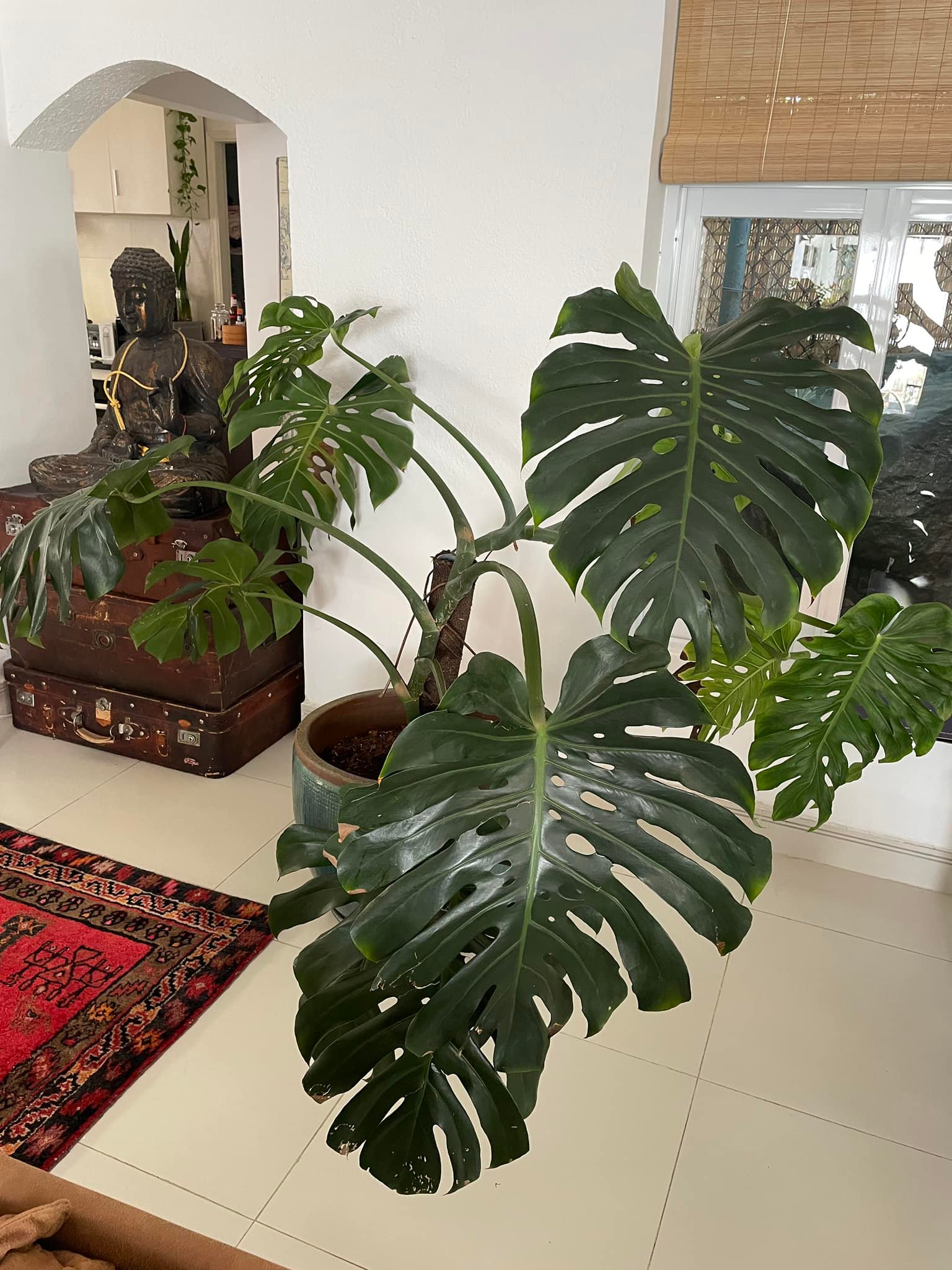 Why is my Monstera not thriving in Vietnam?