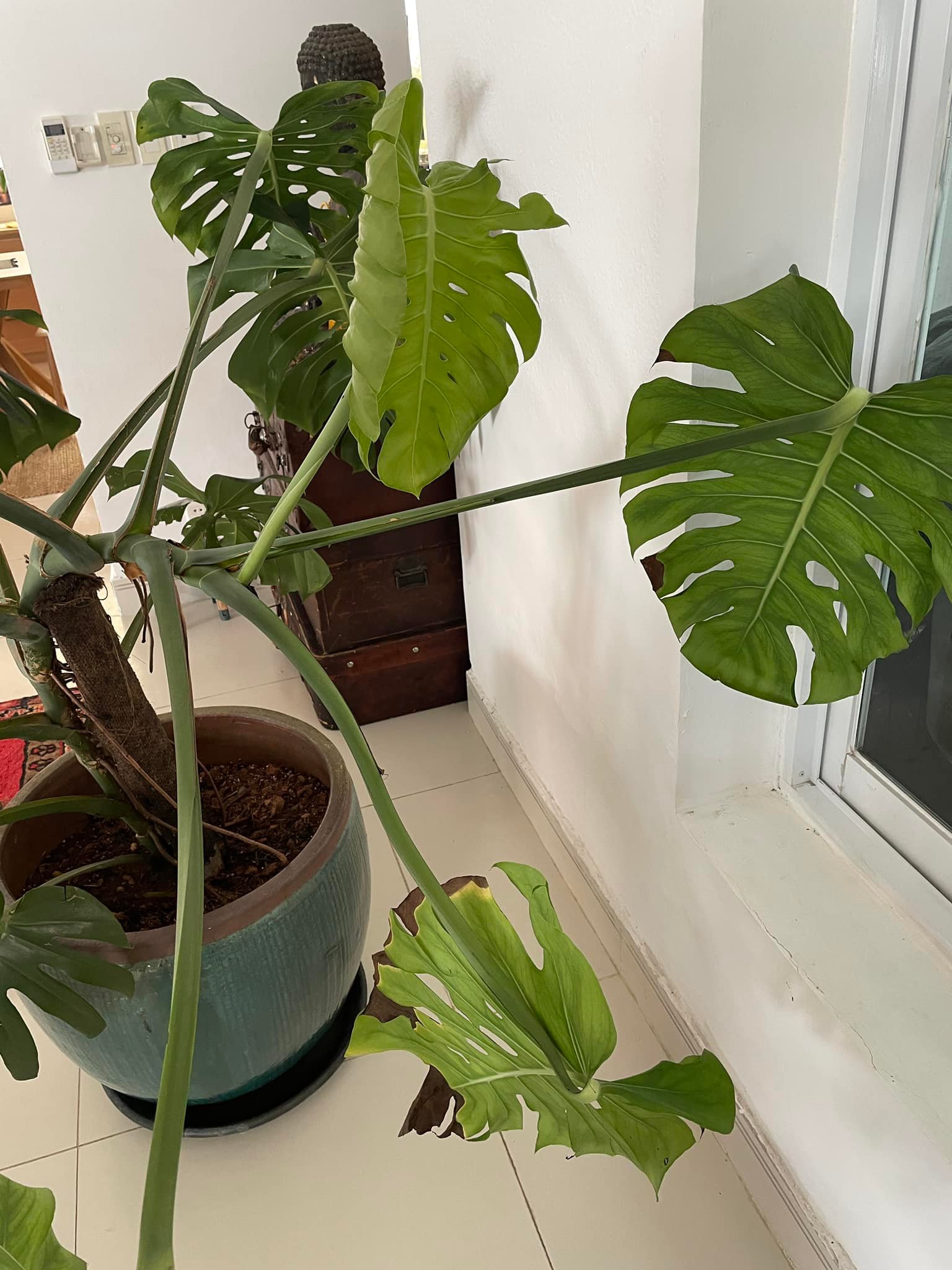 Why is my Monstera not thriving in Vietnam?
