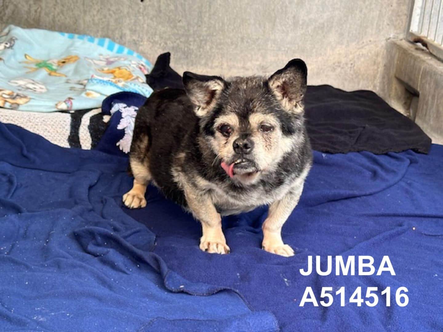 14 YEARS OLD SENIOR AT NEEDS EYE SURGERY ⚠️ Housed, and