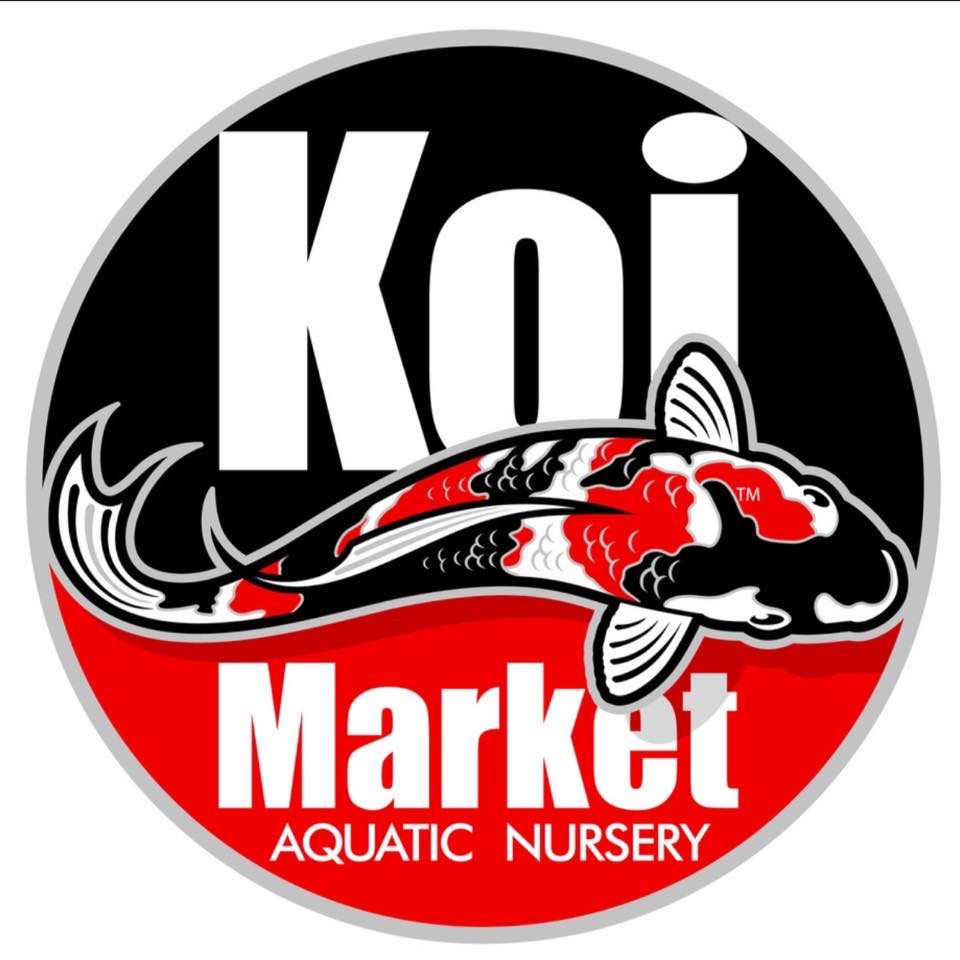 Let's Talk Koi - Episode 161 | We have an amazing assortment of live ...