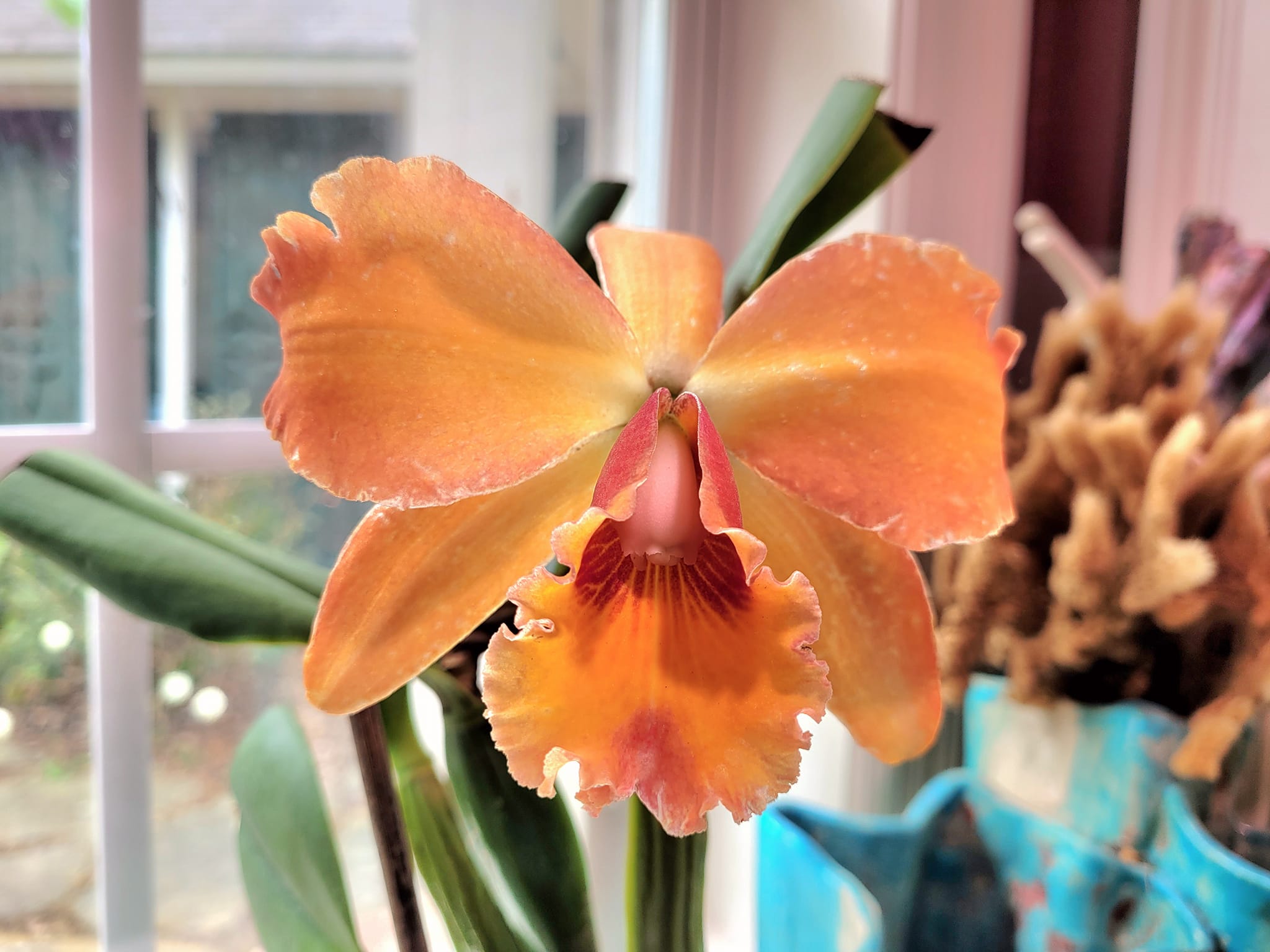 Rhyncholaeliocattleya Raspberry Parfait 'Lorraine McLellan' orchid