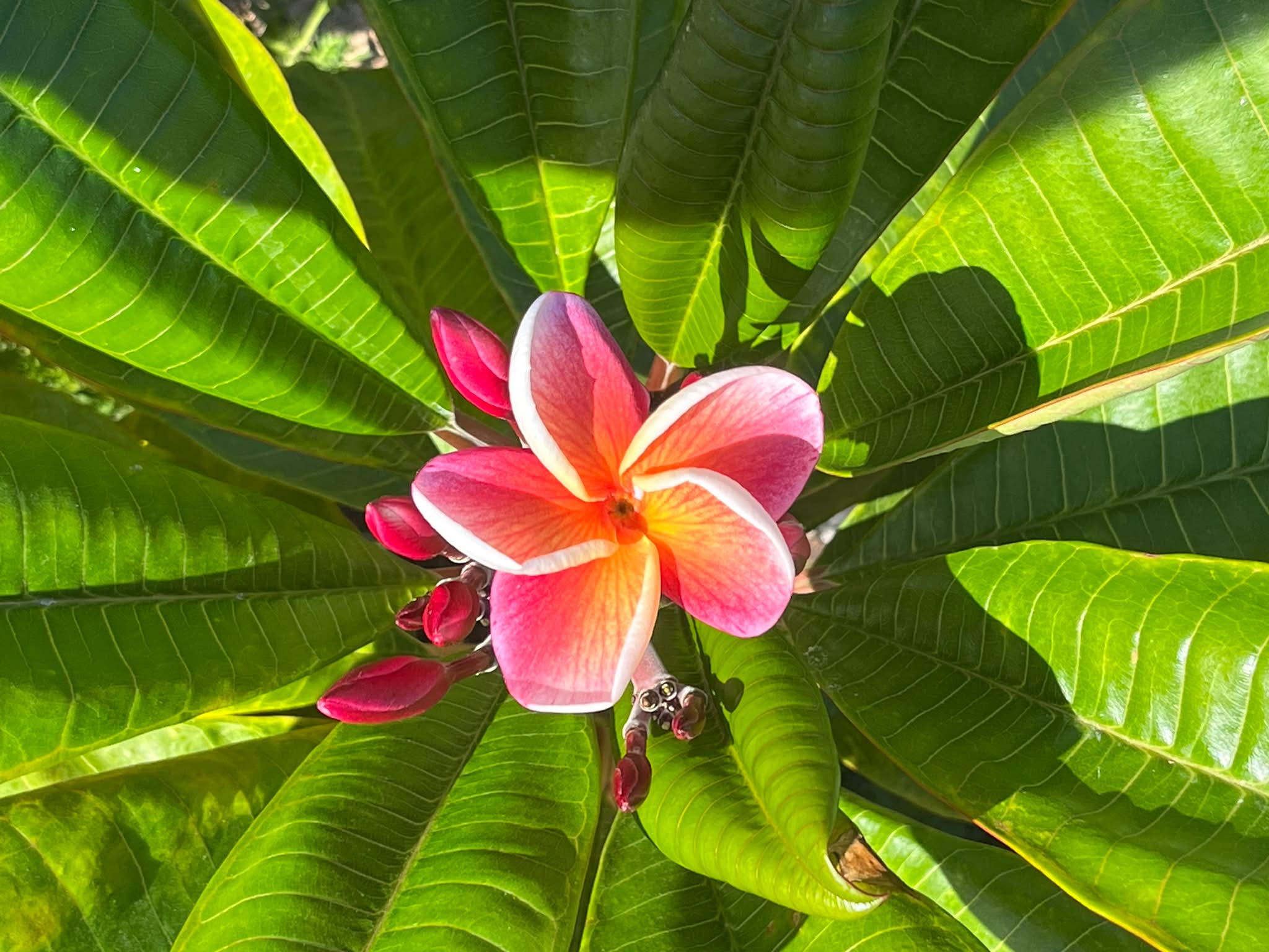 Jungle Jack's J105 plumeria with unique red orange blooms