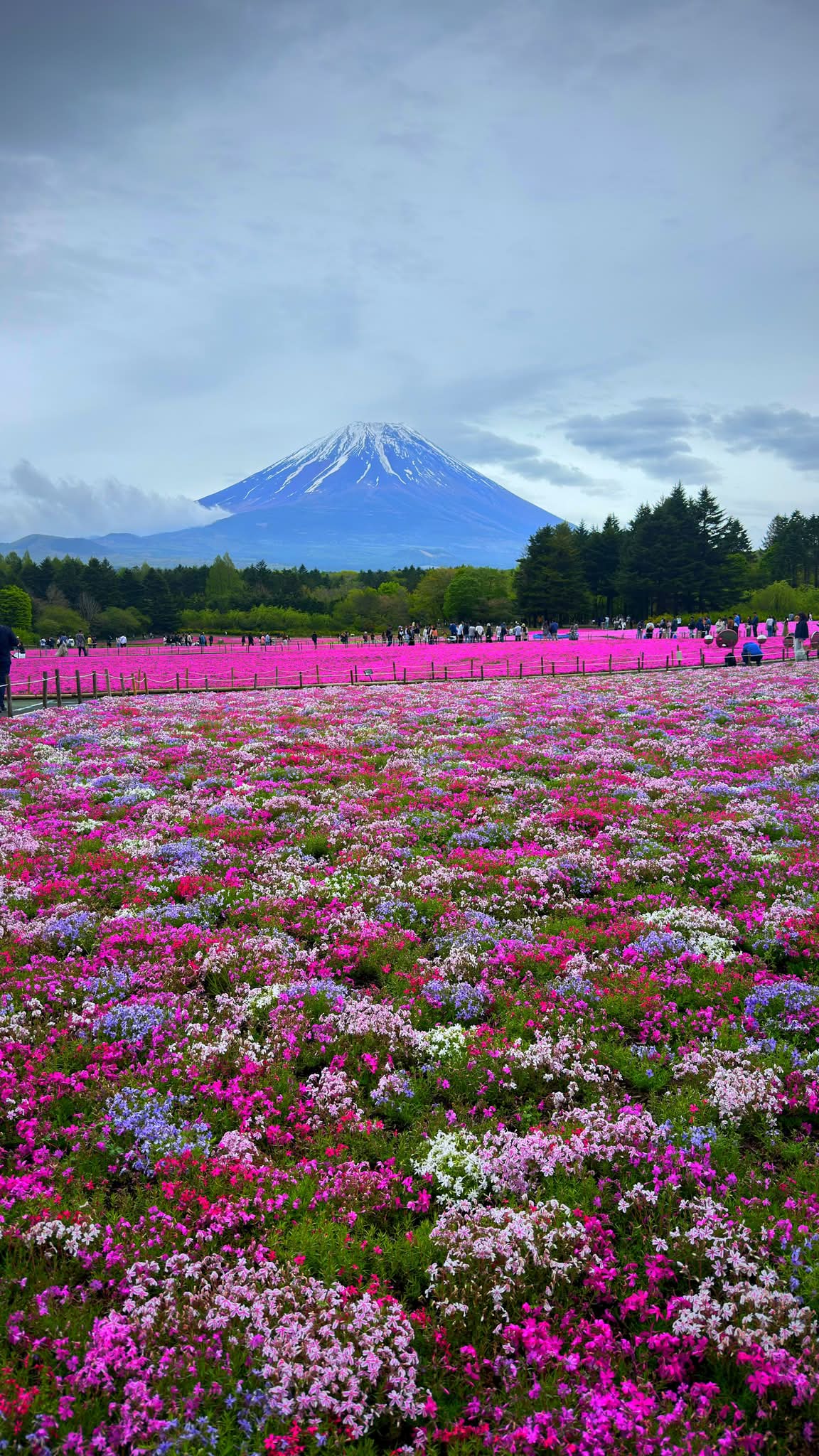 富士山と菜の花