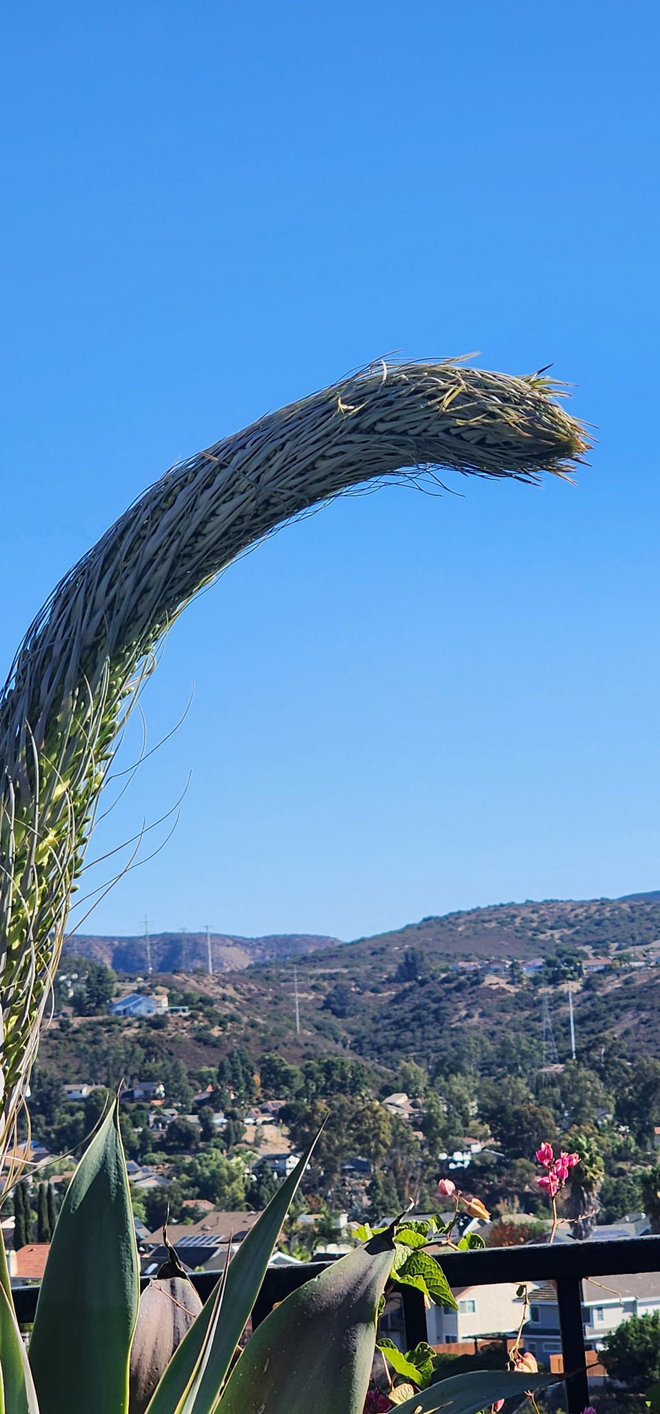 Agave flowering in Southern Orange County yard