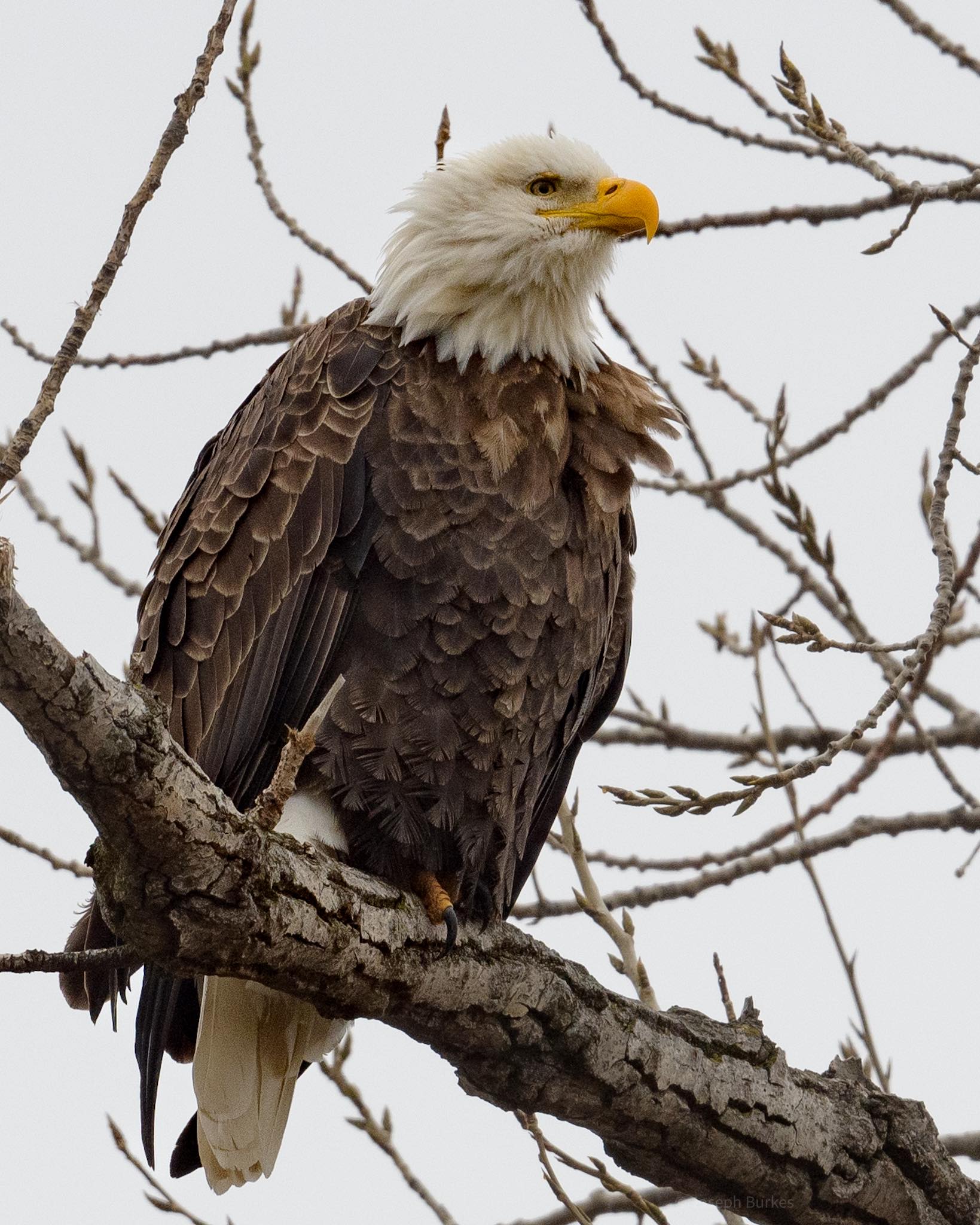 2-6-26 Gorham. Bald Eagle. Gorham Kansas