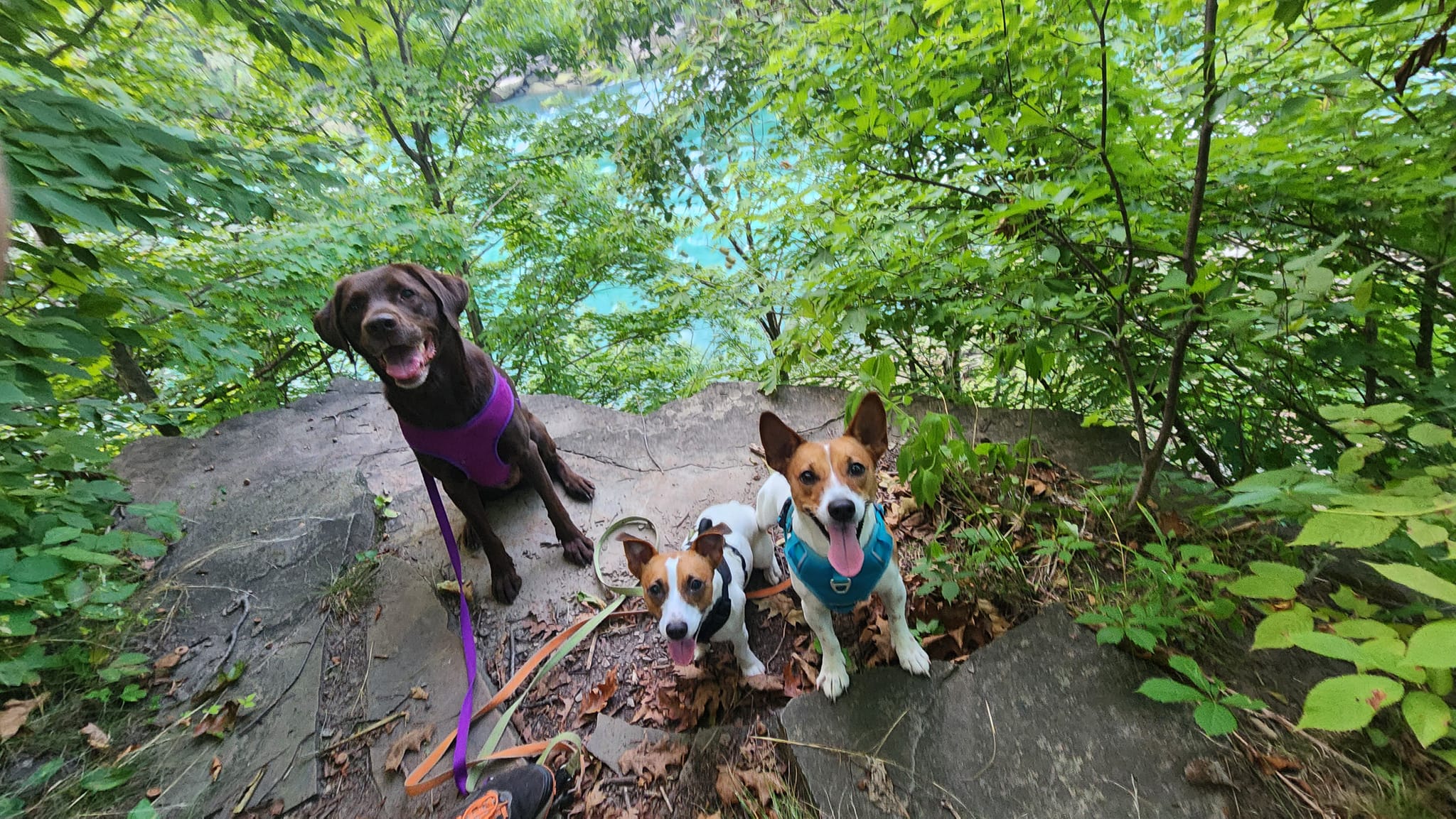 Canada trip with younger kids, over 6 miles walked