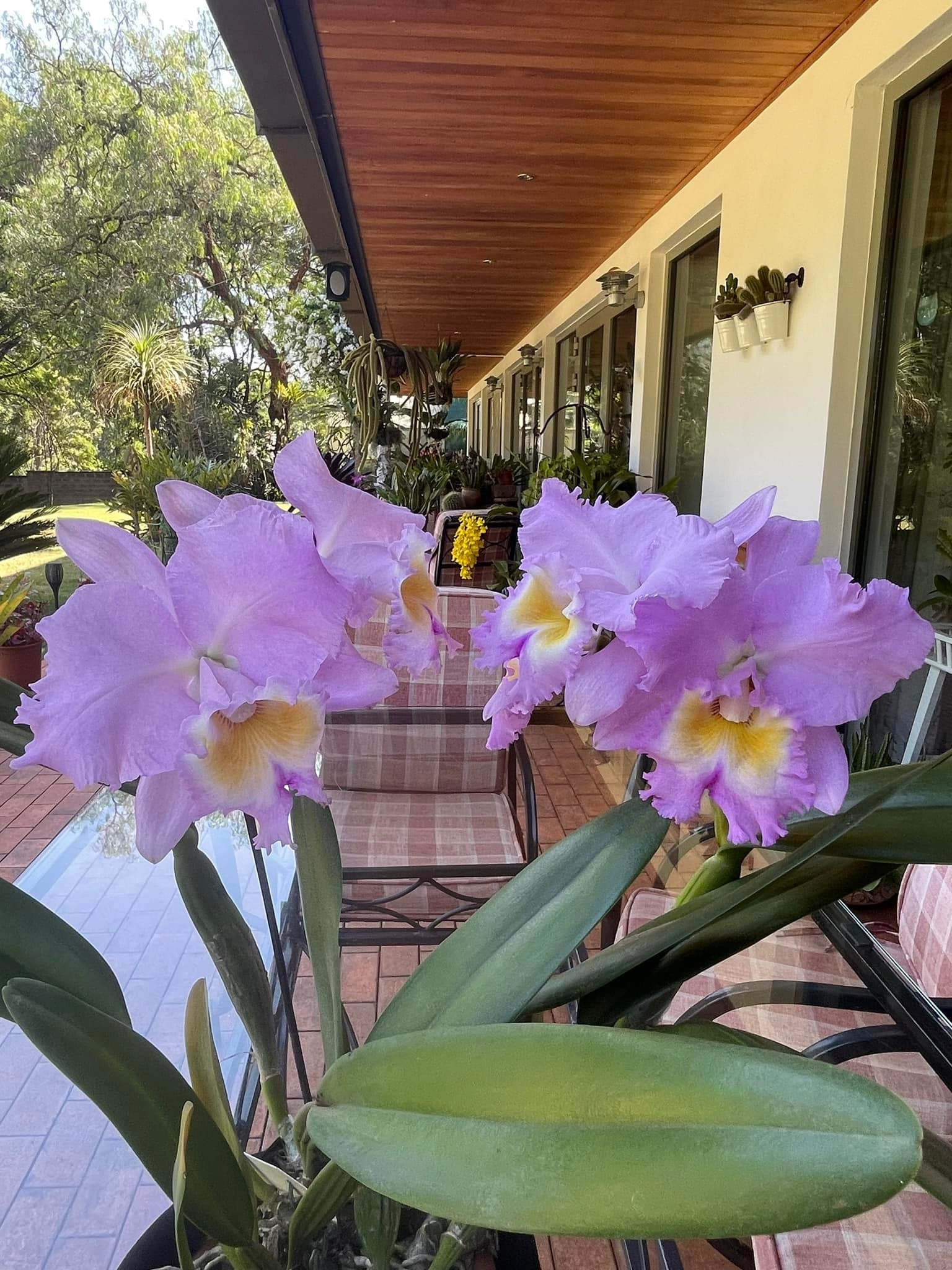 Rhyncholaeliocattleya Raspberry Parfait 'Lorraine McLellan' orchid