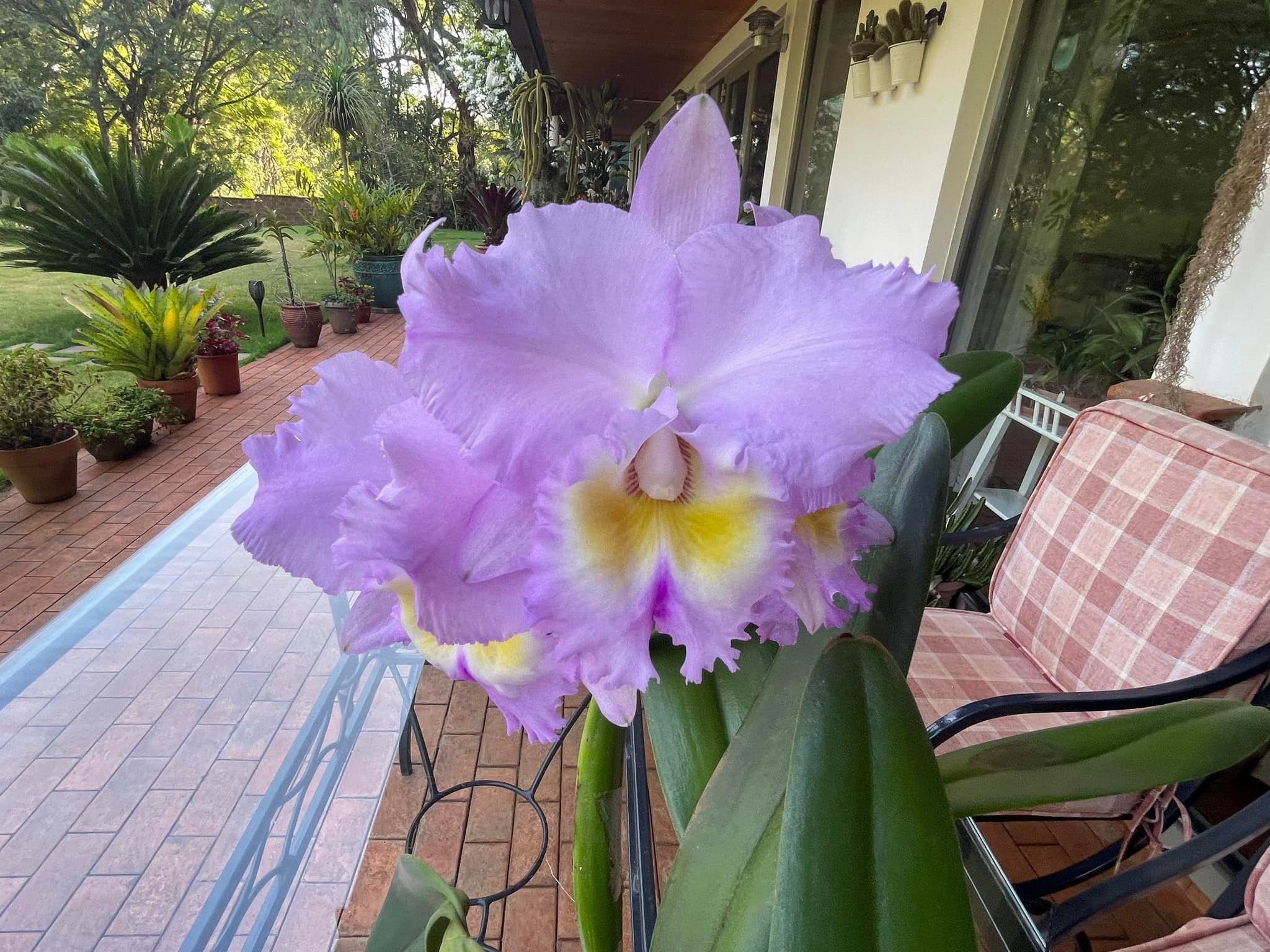 Rhyncholaeliocattleya Raspberry Parfait 'Lorraine McLellan' orchid