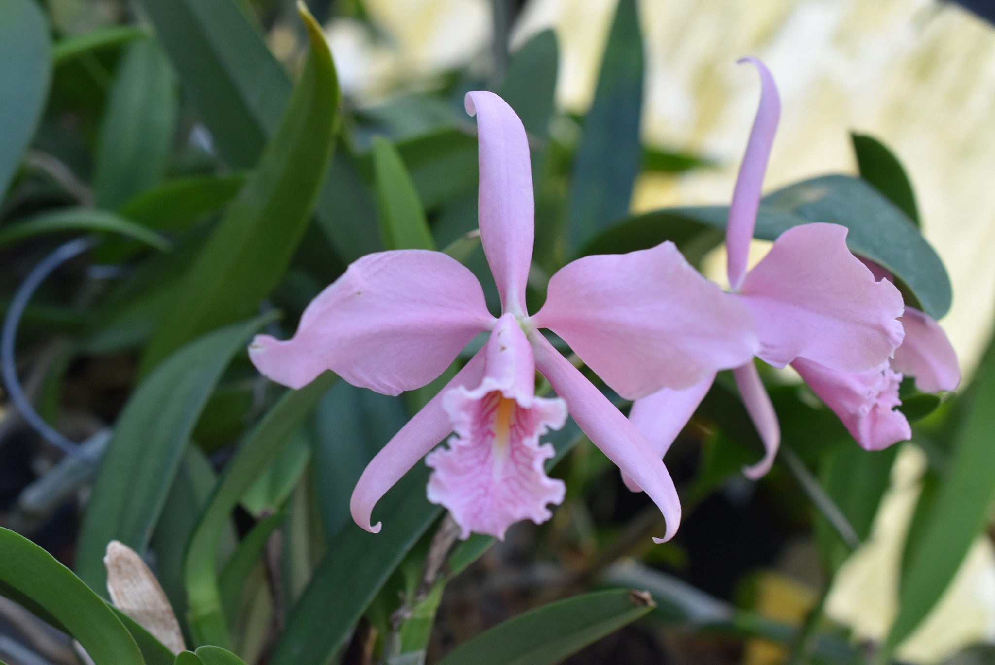 Cattleya maxima var. rubra This is a selfing of the famous var