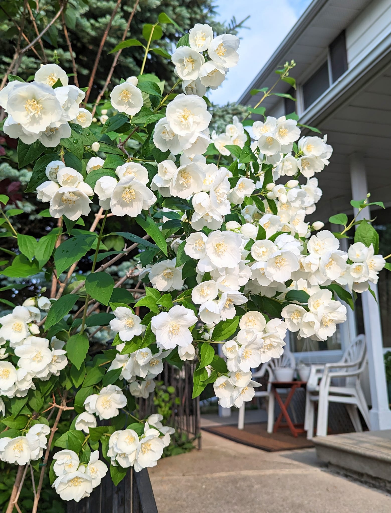 茉莉花果實🍒Jasmine fruit