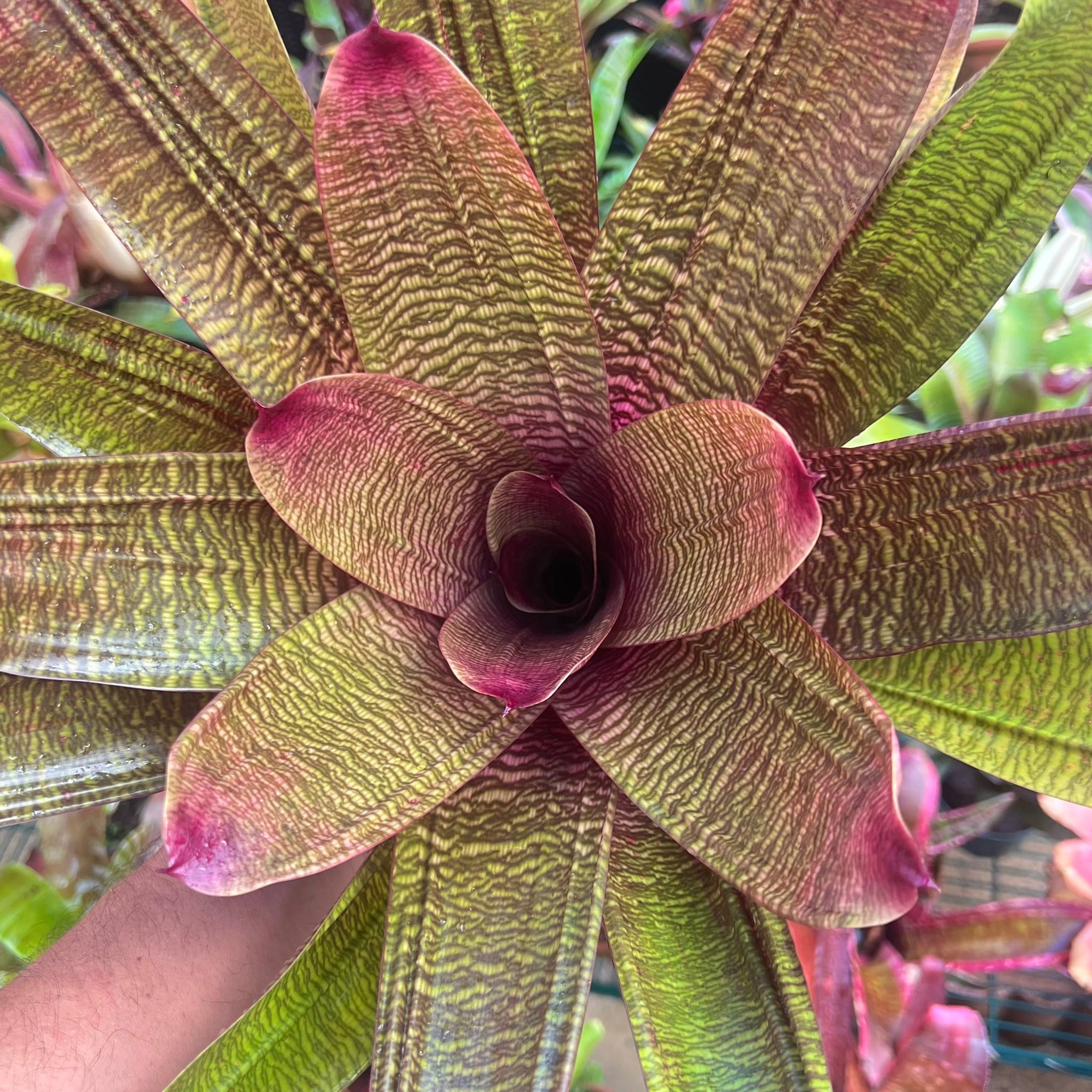 Vriesea hieroglyphica x vriesea platynema variegata X vriesea