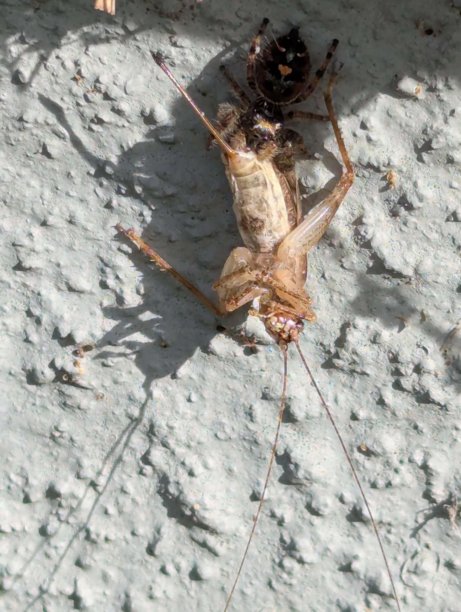 A jumping spider's home.