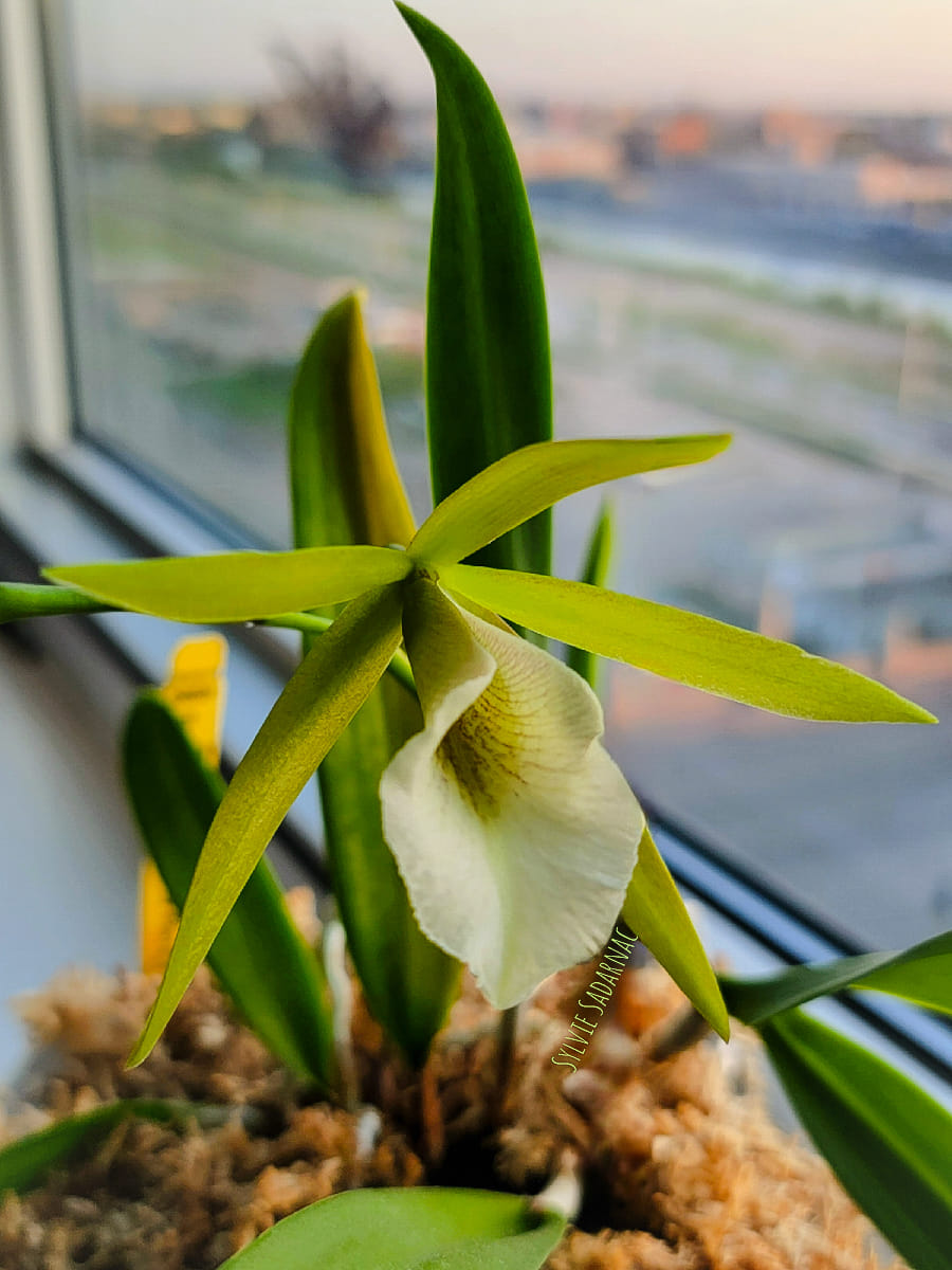 バタフライカービング黒蝶貝×フラワーカービング白蝶貝×ブラックオニキス　　高品質 Re-blooming Procatavola Key Lime Stars orchid
