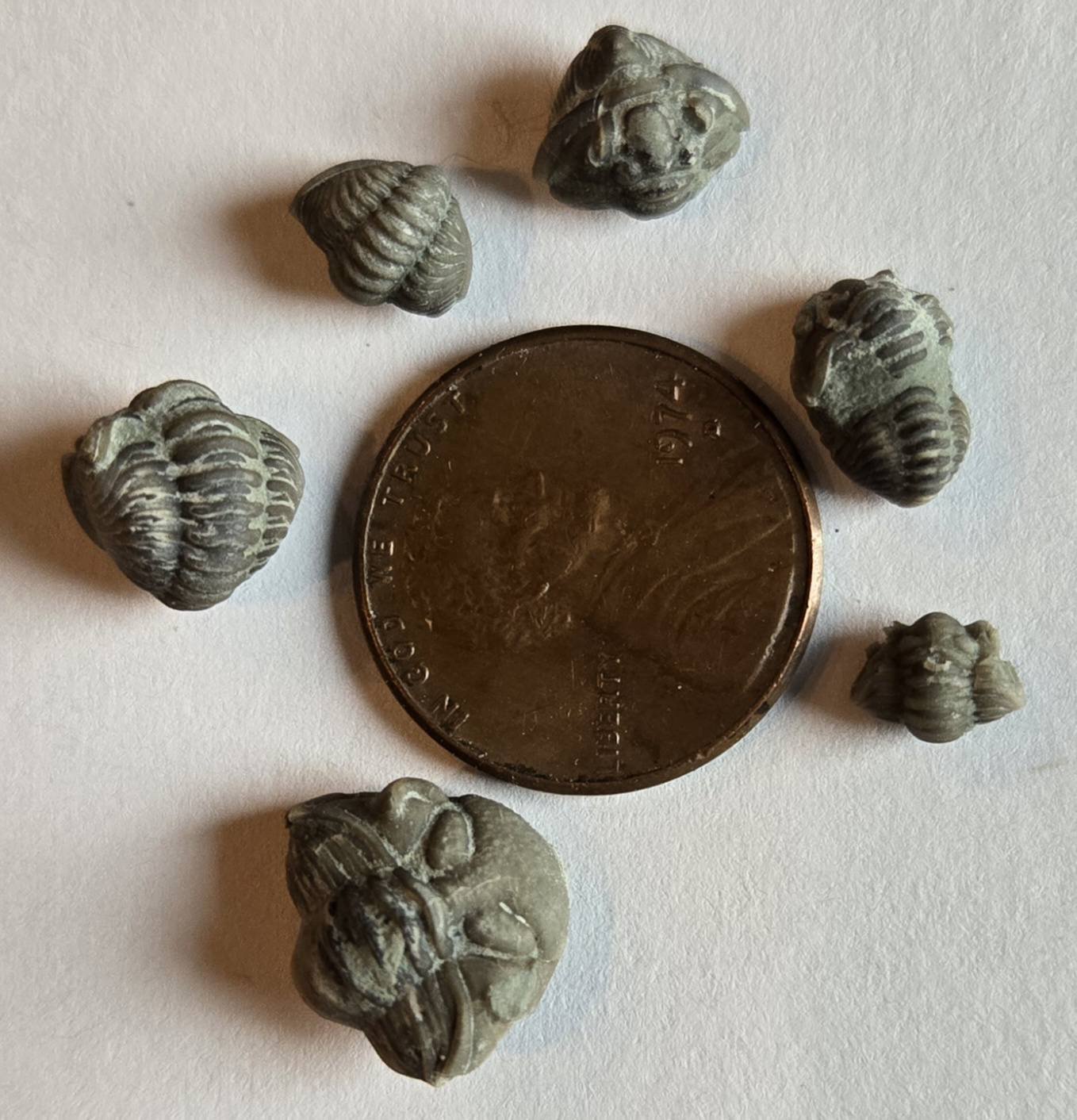 Trilobite fossils found in St Leon Indiana