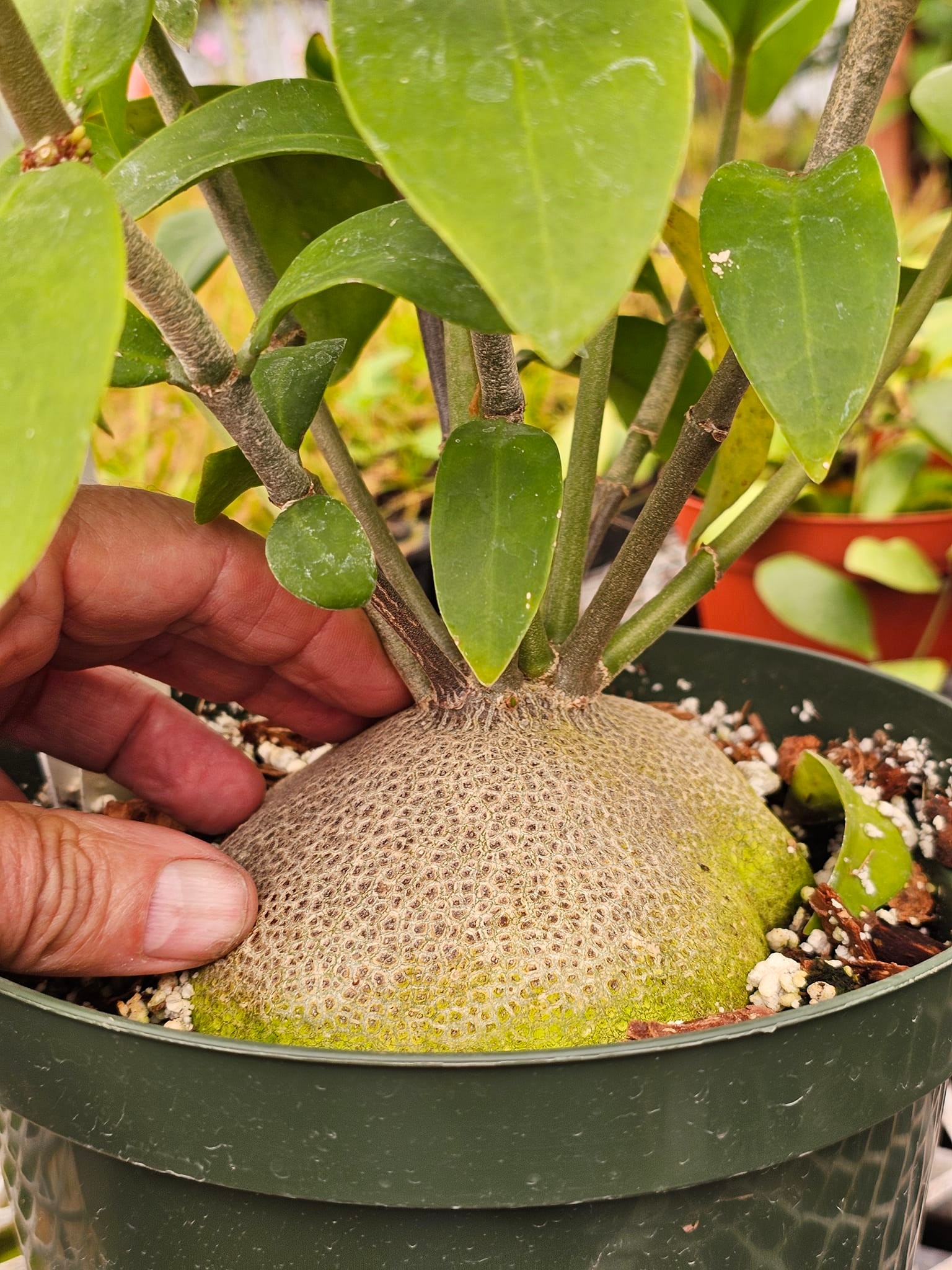 Do you like weird plants? Check out these Ant Plants (Myrmephytum