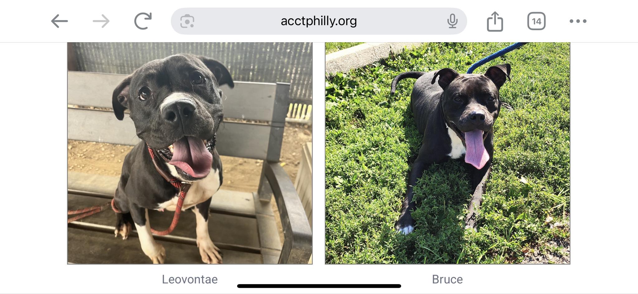 Save two black dogs from euthanasia in Philadelphia