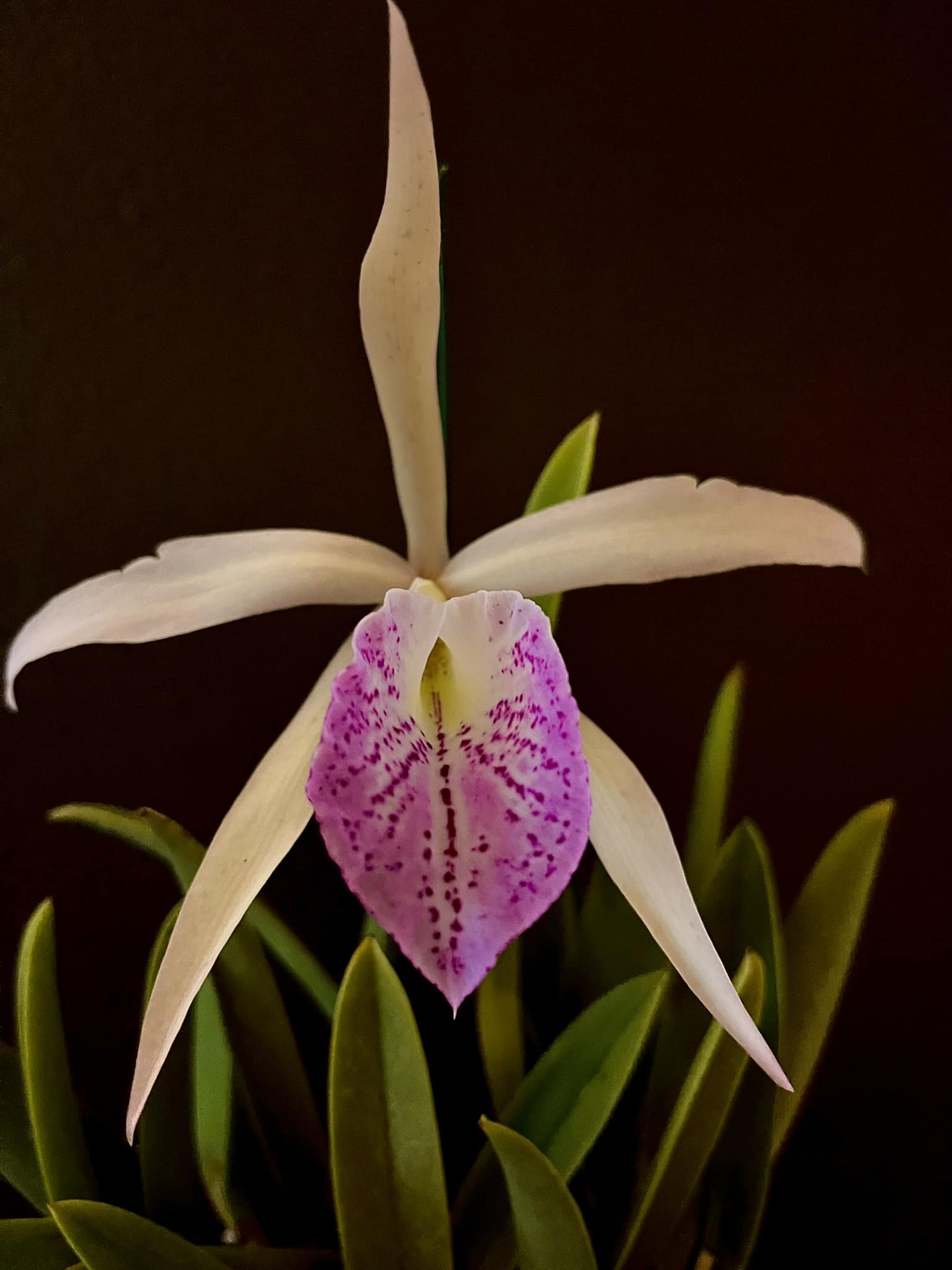 Allen Black cross: B. nodosa 'Susan Fuchs' FCC/AOS x C. Intertexta