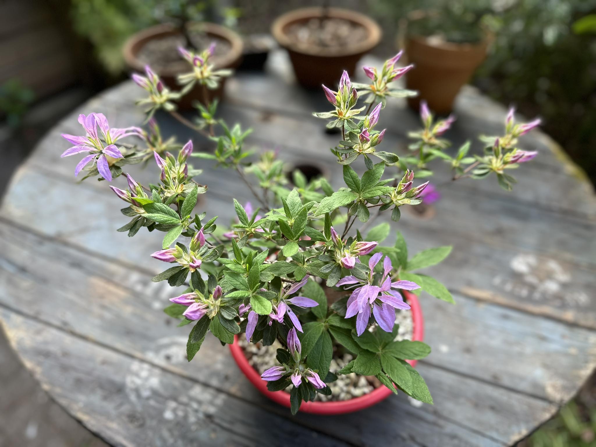 Koromo shikibu spider azalea starting to bloom